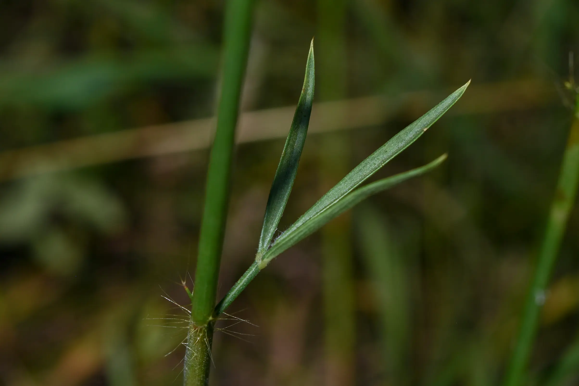 Stylosanthes montevidensis Vogel