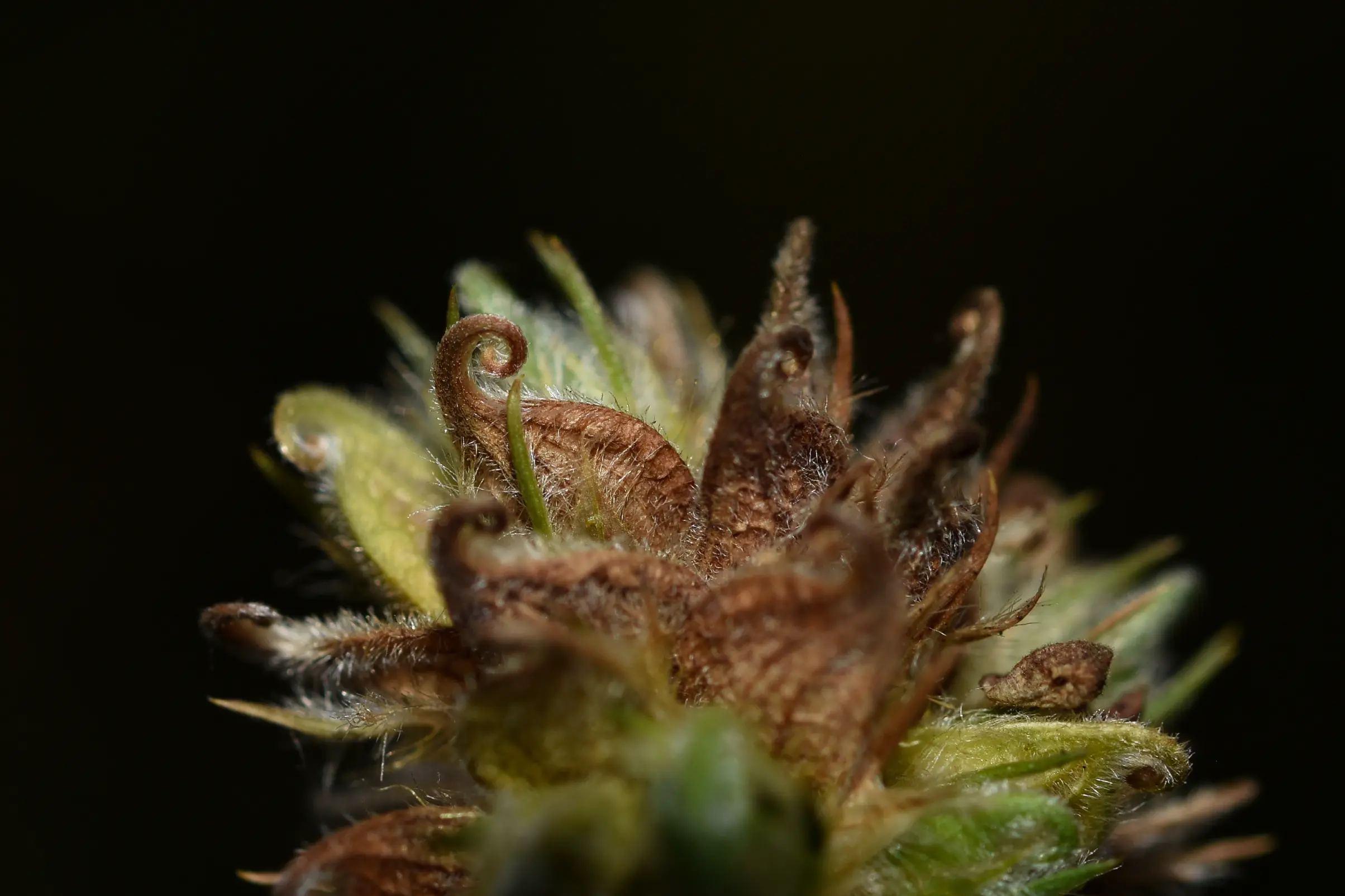 Stylosanthes montevidensis Vogel