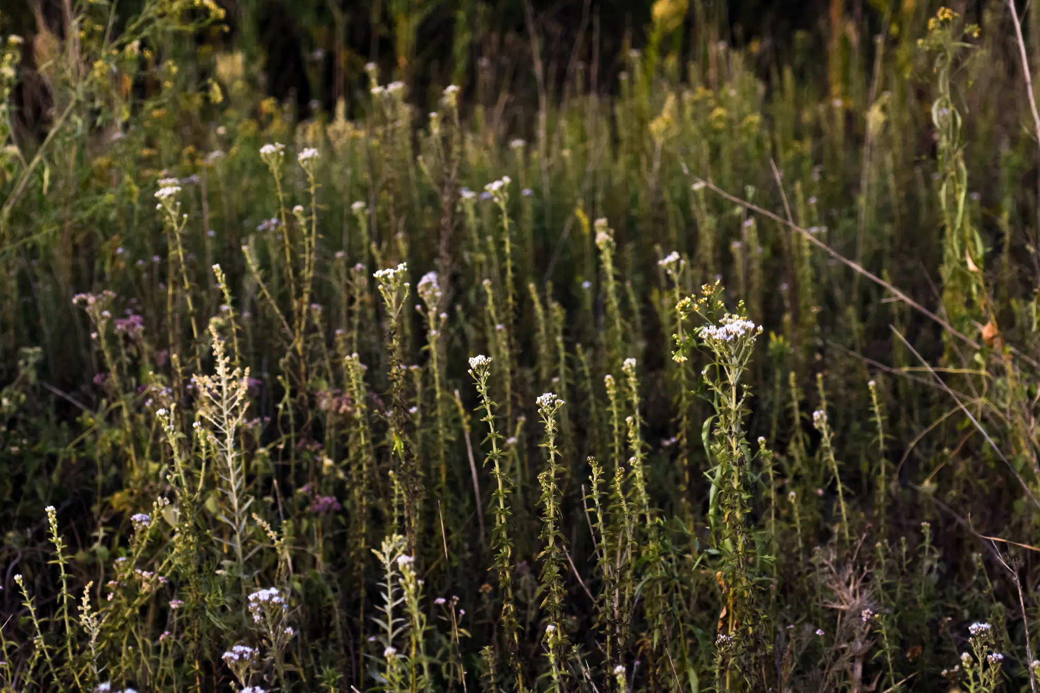 Chromolaena ivifolia (L.) R.M.King & H.Rob.