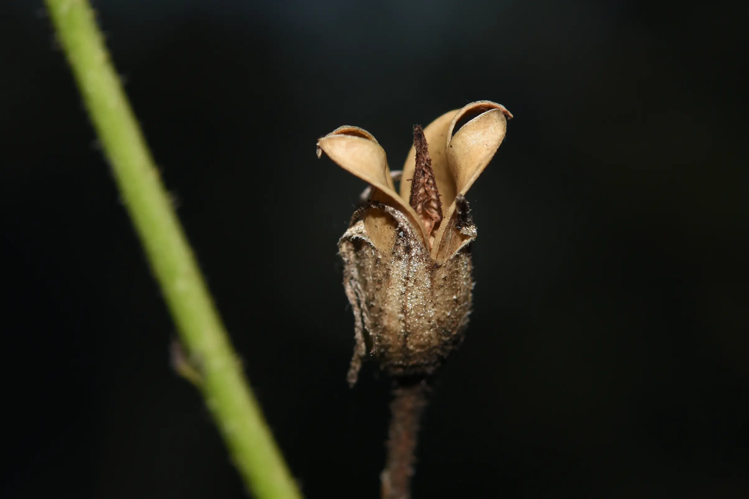 Nicotiana longiflora Cav.