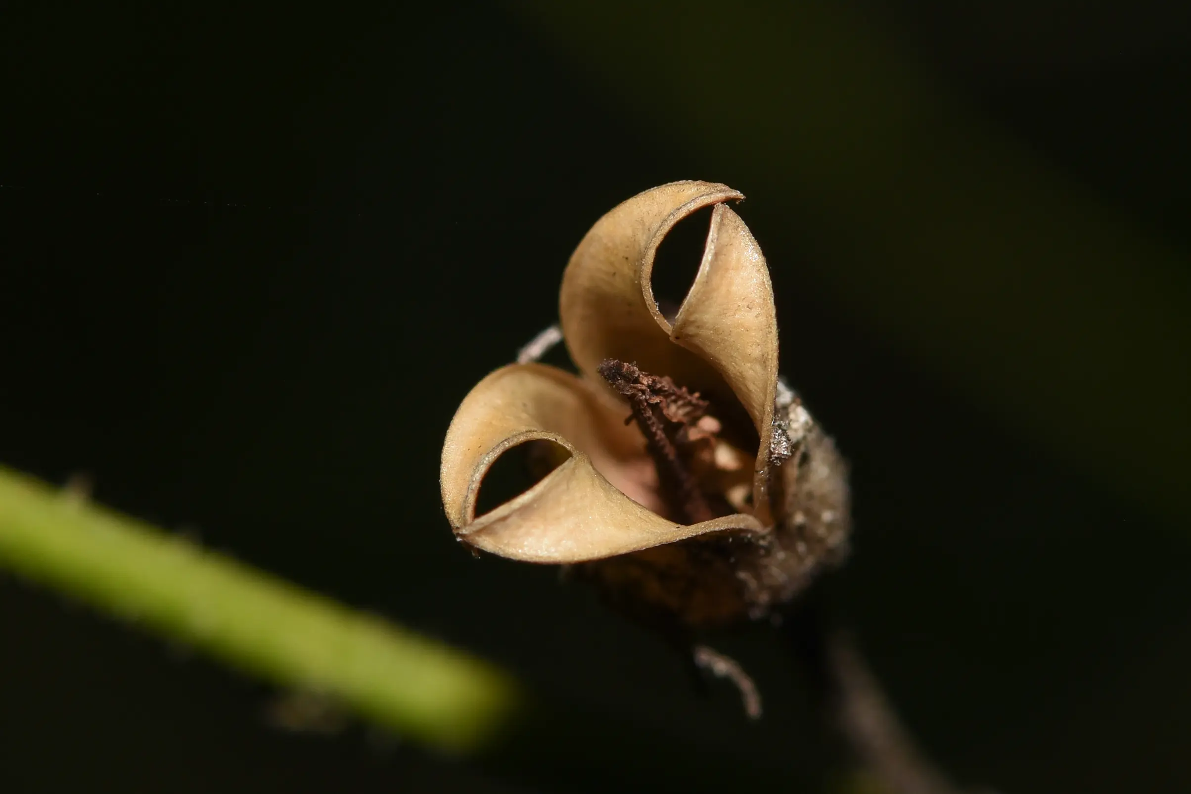 Nicotiana longiflora Cav.