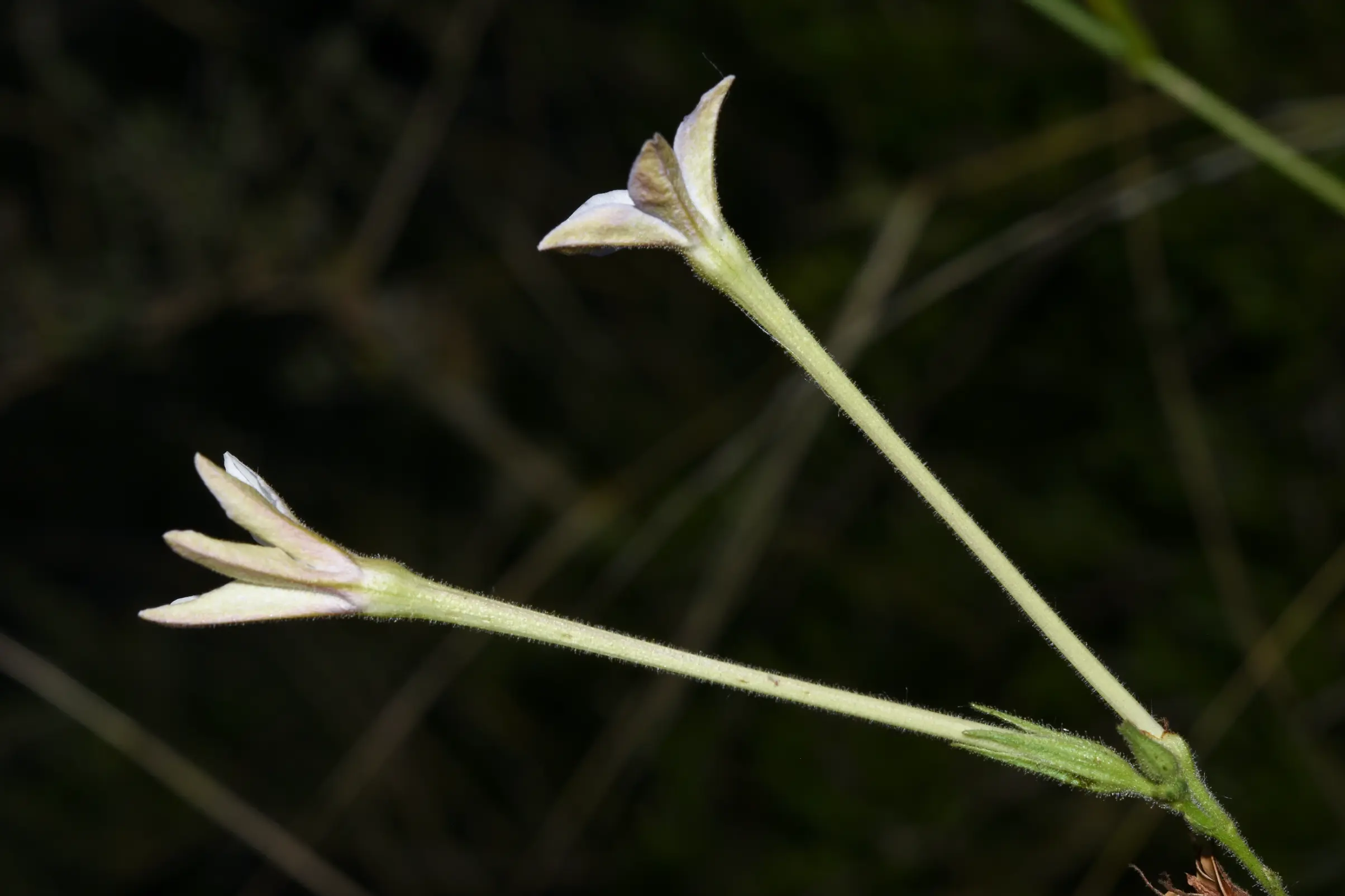 Nicotiana longiflora Cav.