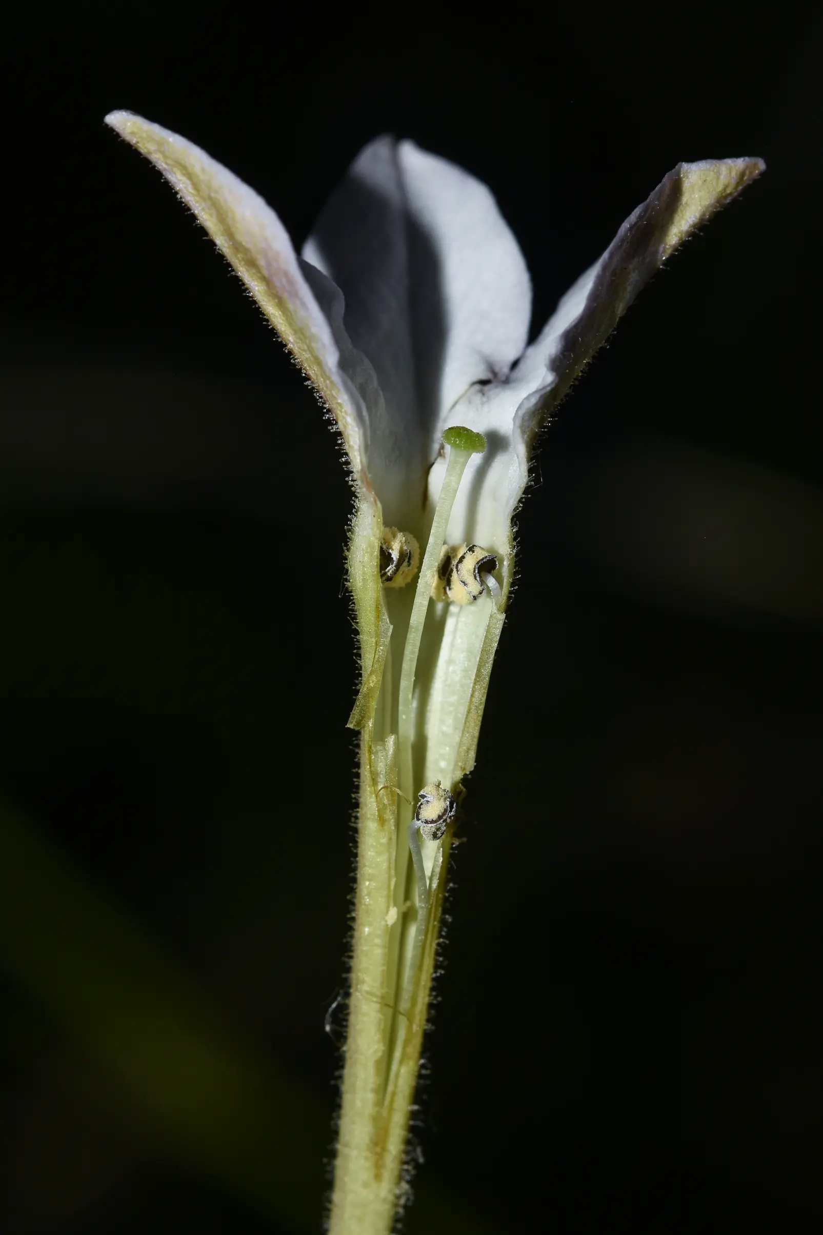 Nicotiana longiflora Cav.