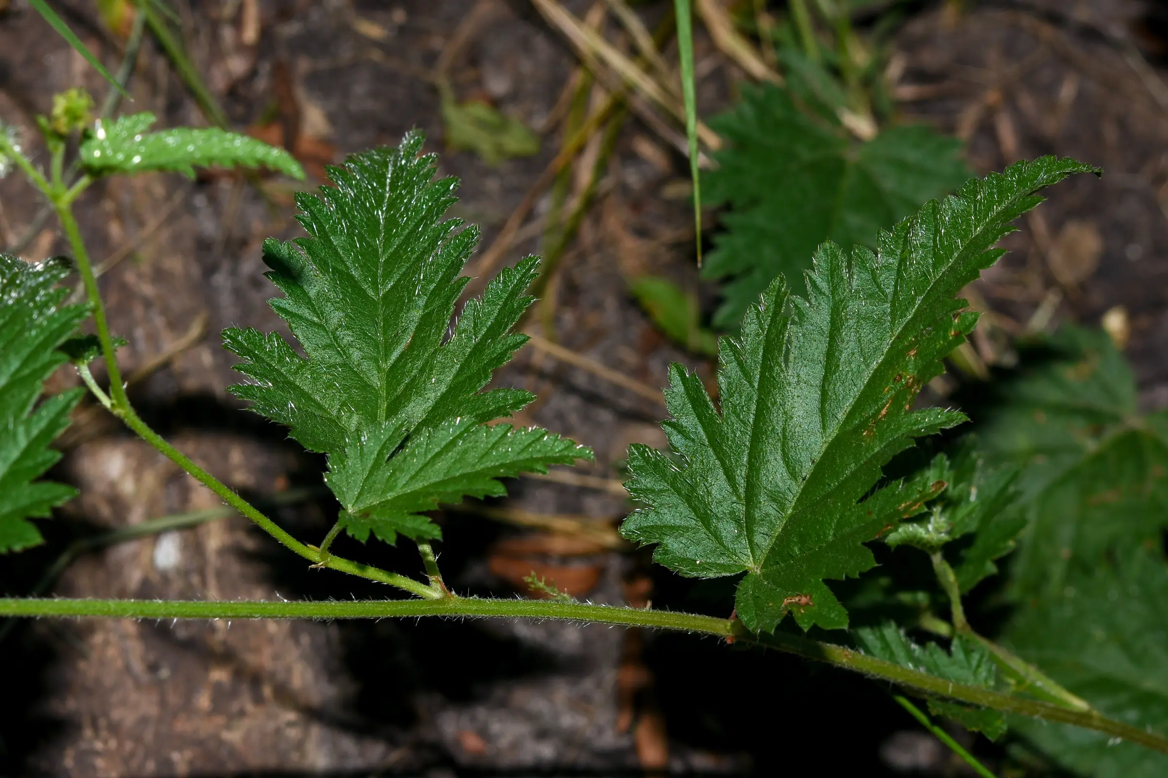 Tragia geraniifolia Klotzsch ex Baill.