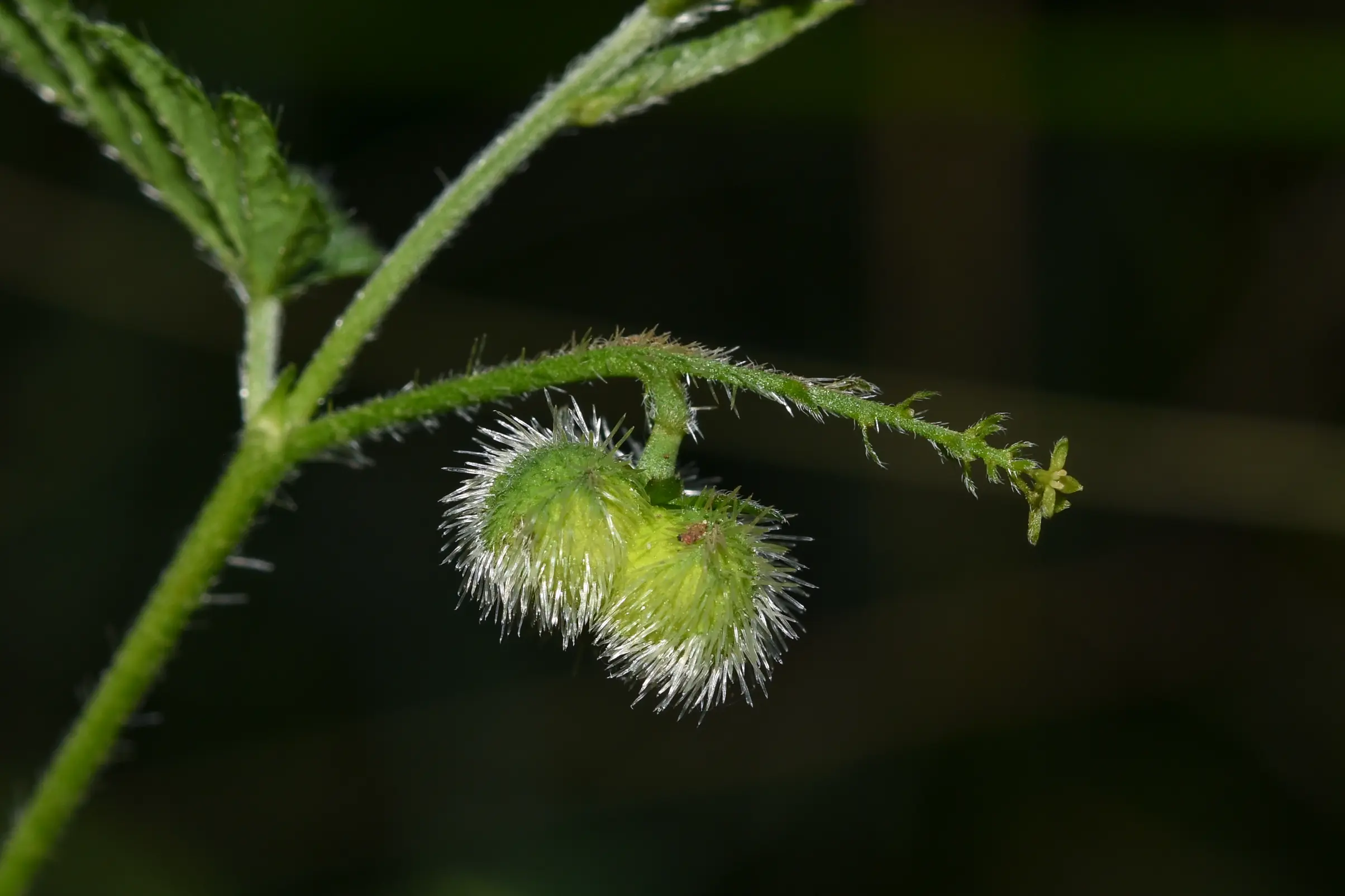 Tragia geraniifolia Klotzsch ex Baill.