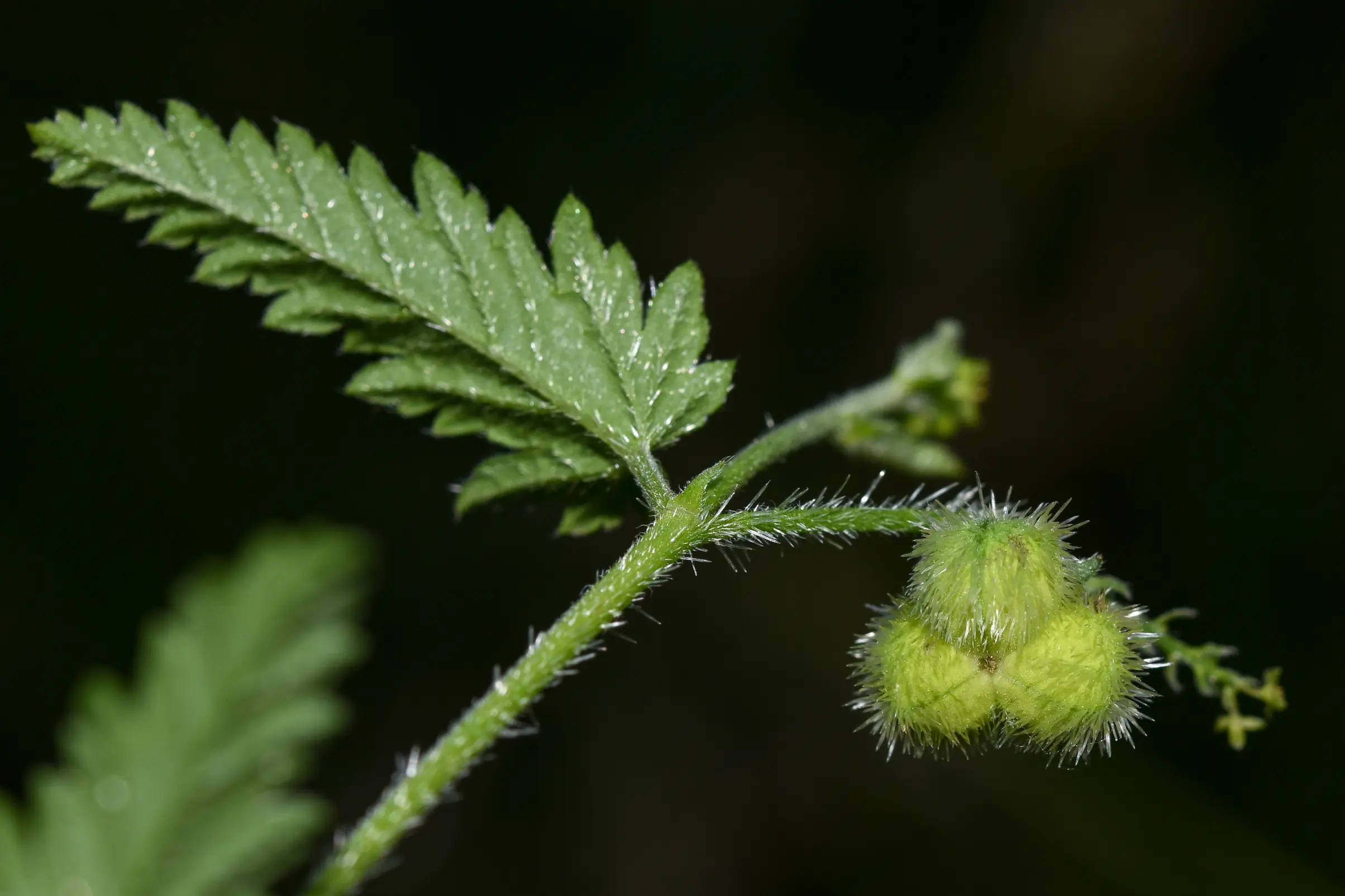 Tragia geraniifolia Klotzsch ex Baill.