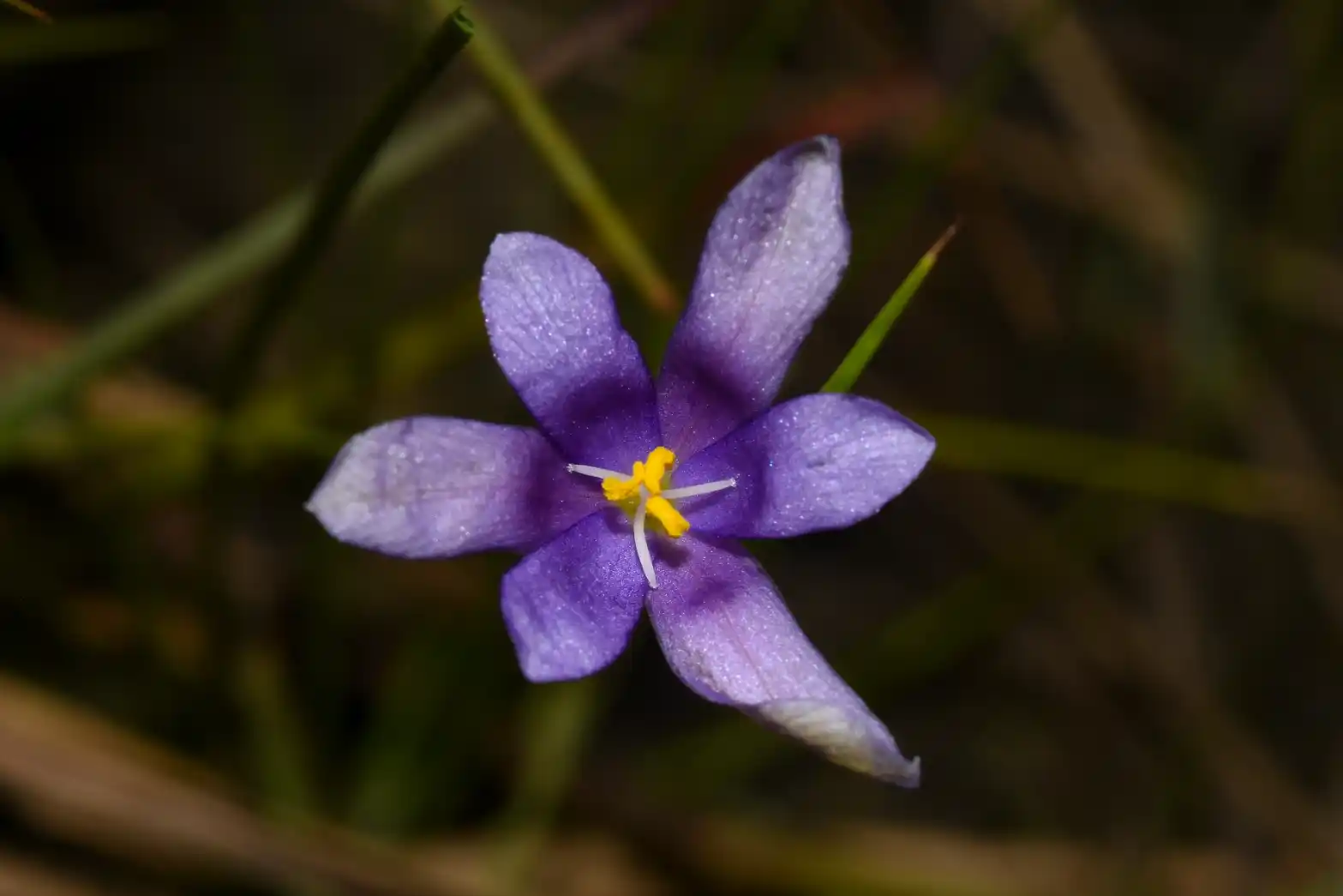Calydorea approximata R.C.Foster