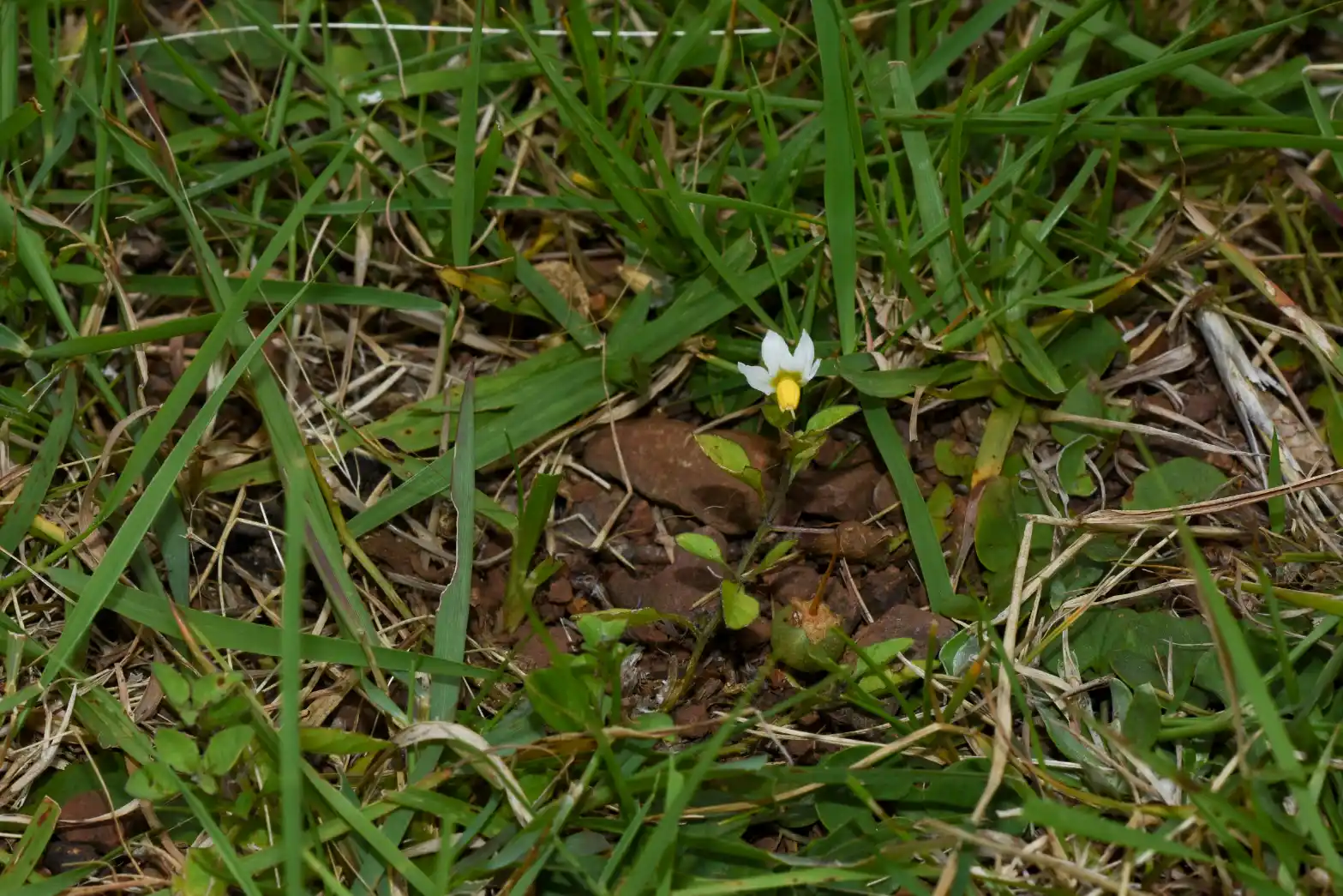 Solanum pygmaeum Cav.