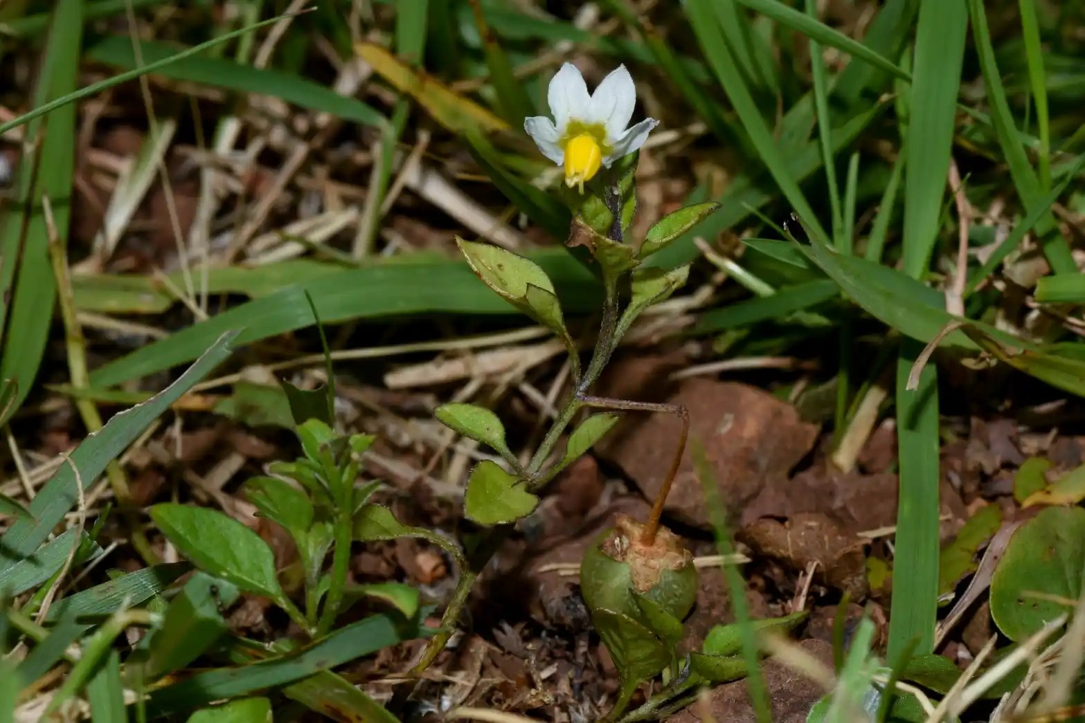 Solanum pygmaeum Cav.