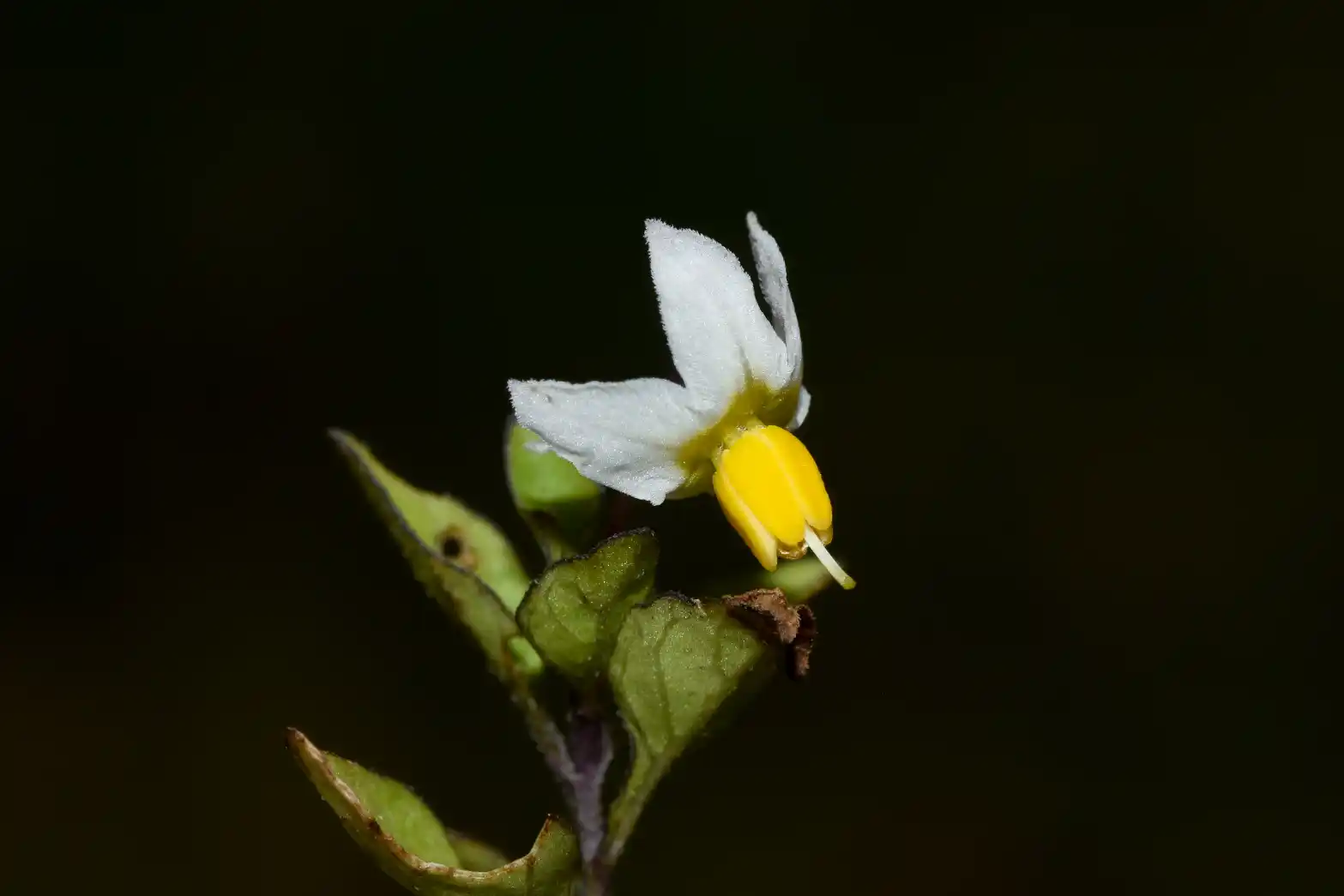 Solanum pygmaeum Cav.