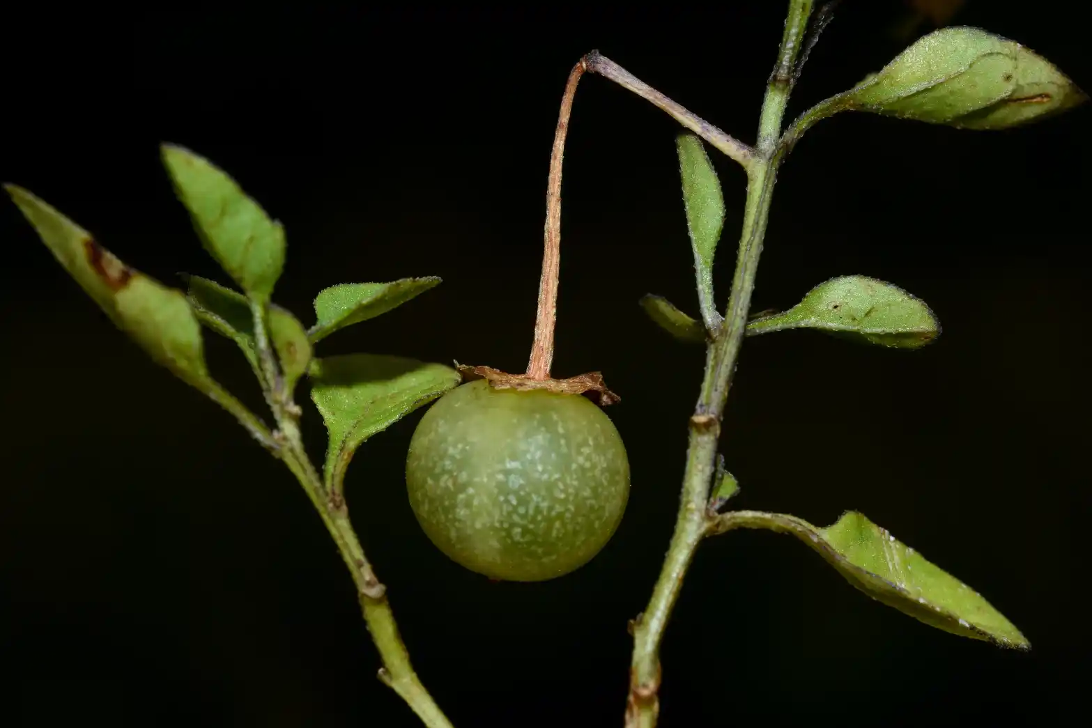 Solanum pygmaeum Cav.