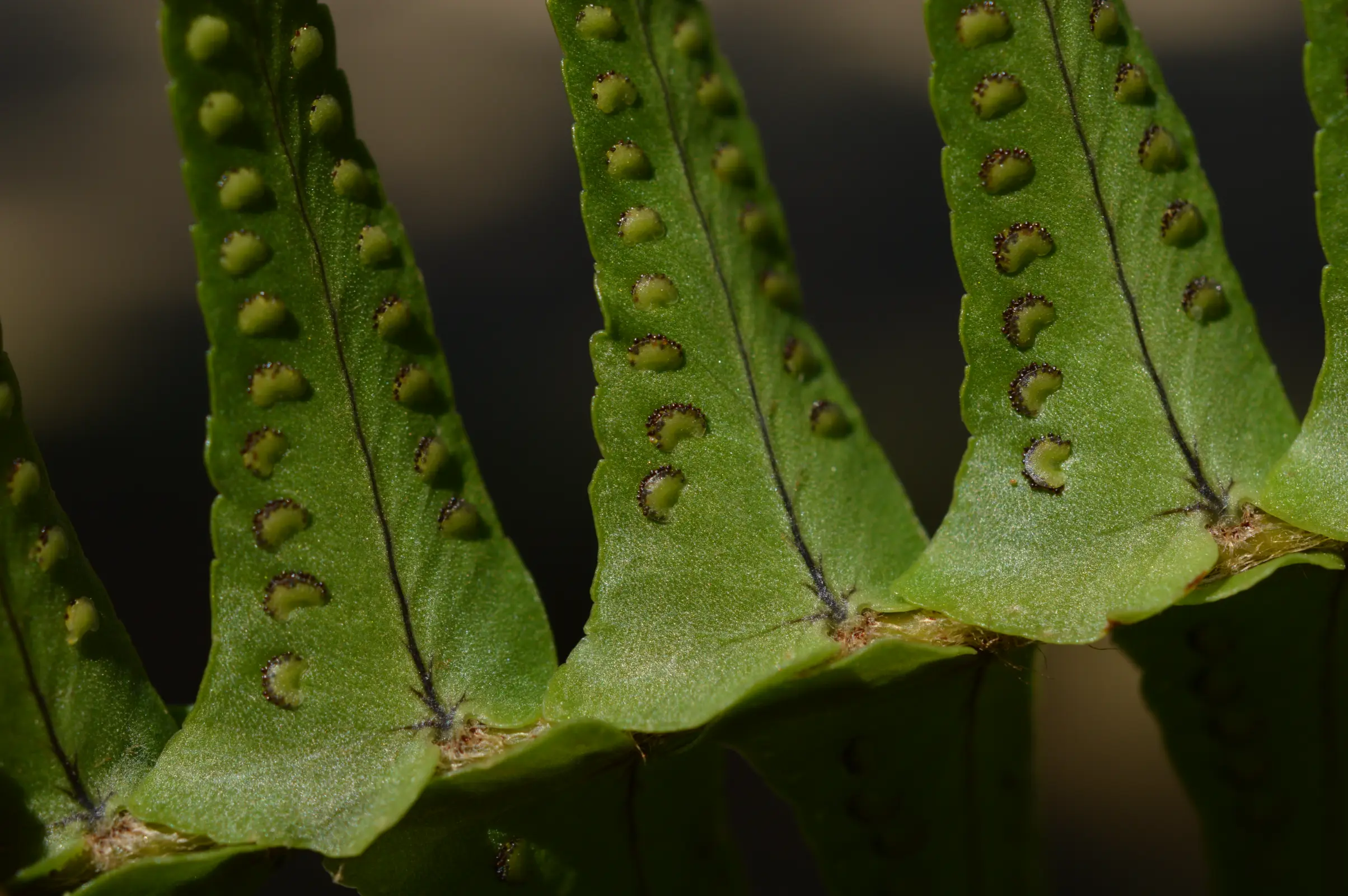 Nephrolepis cordifolia (L.) C.Presl