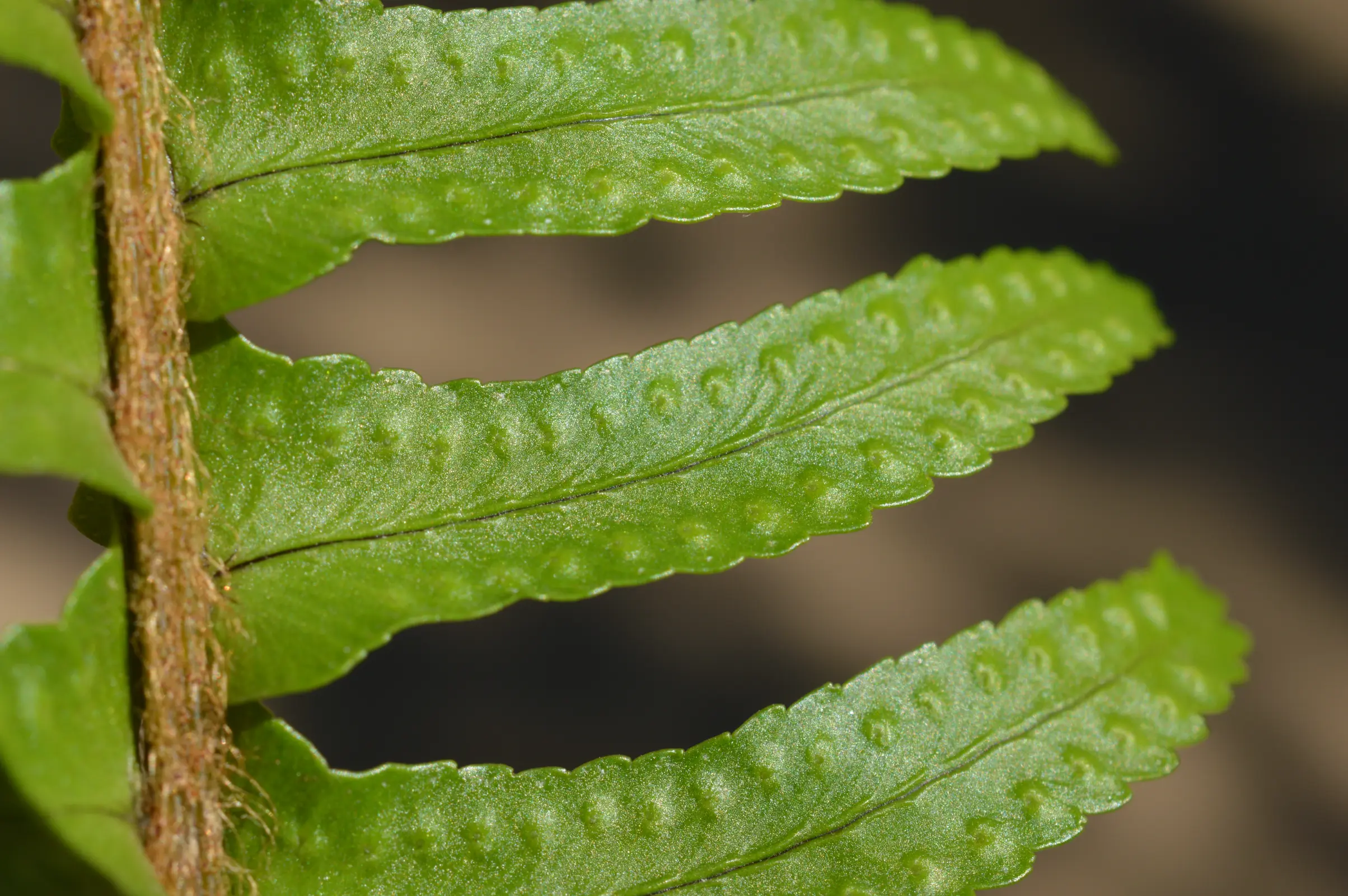 Nephrolepis cordifolia (L.) C.Presl