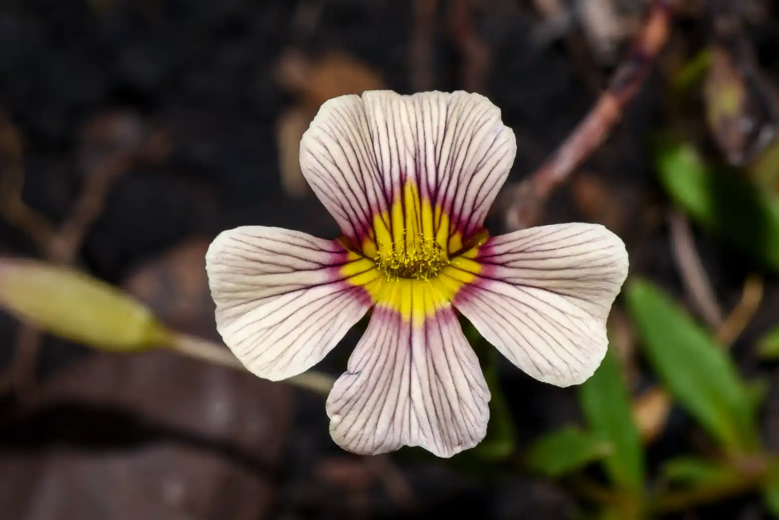 Mecardonia procumbens var. flagellaris (Cham. & Schltdl.) V.C.Souza
