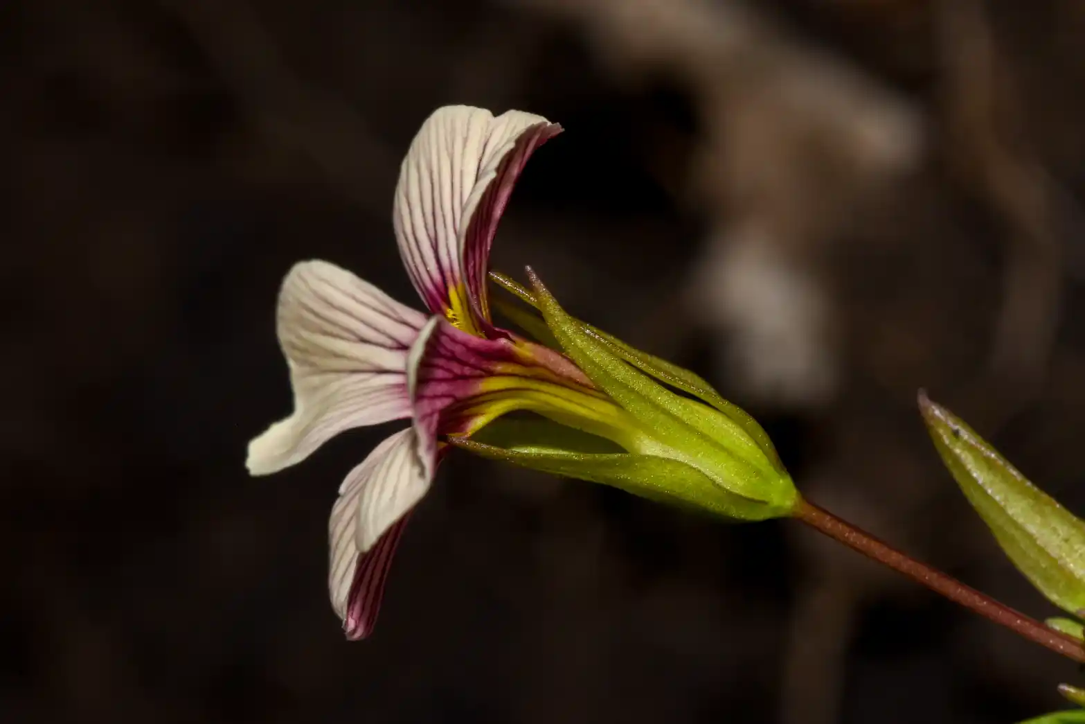 Mecardonia procumbens var. flagellaris (Cham. & Schltdl.) V.C.Souza