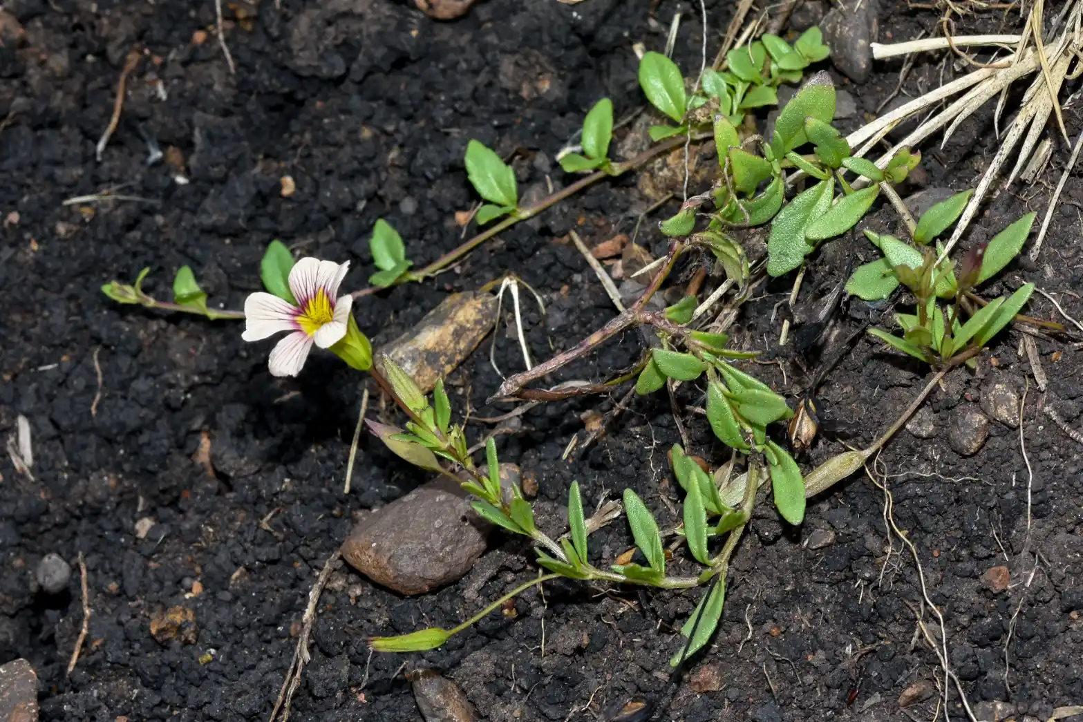 Mecardonia procumbens var. flagellaris (Cham. & Schltdl.) V.C.Souza