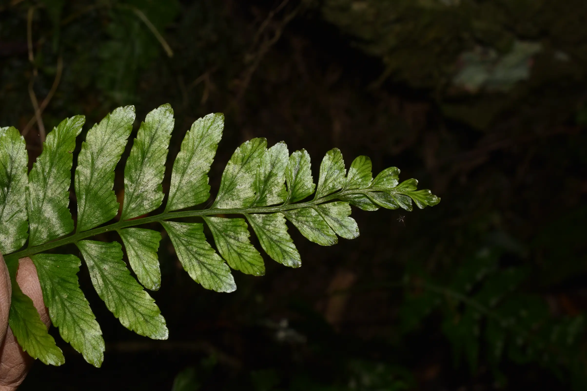 Asplenium inaequilaterale Willd.