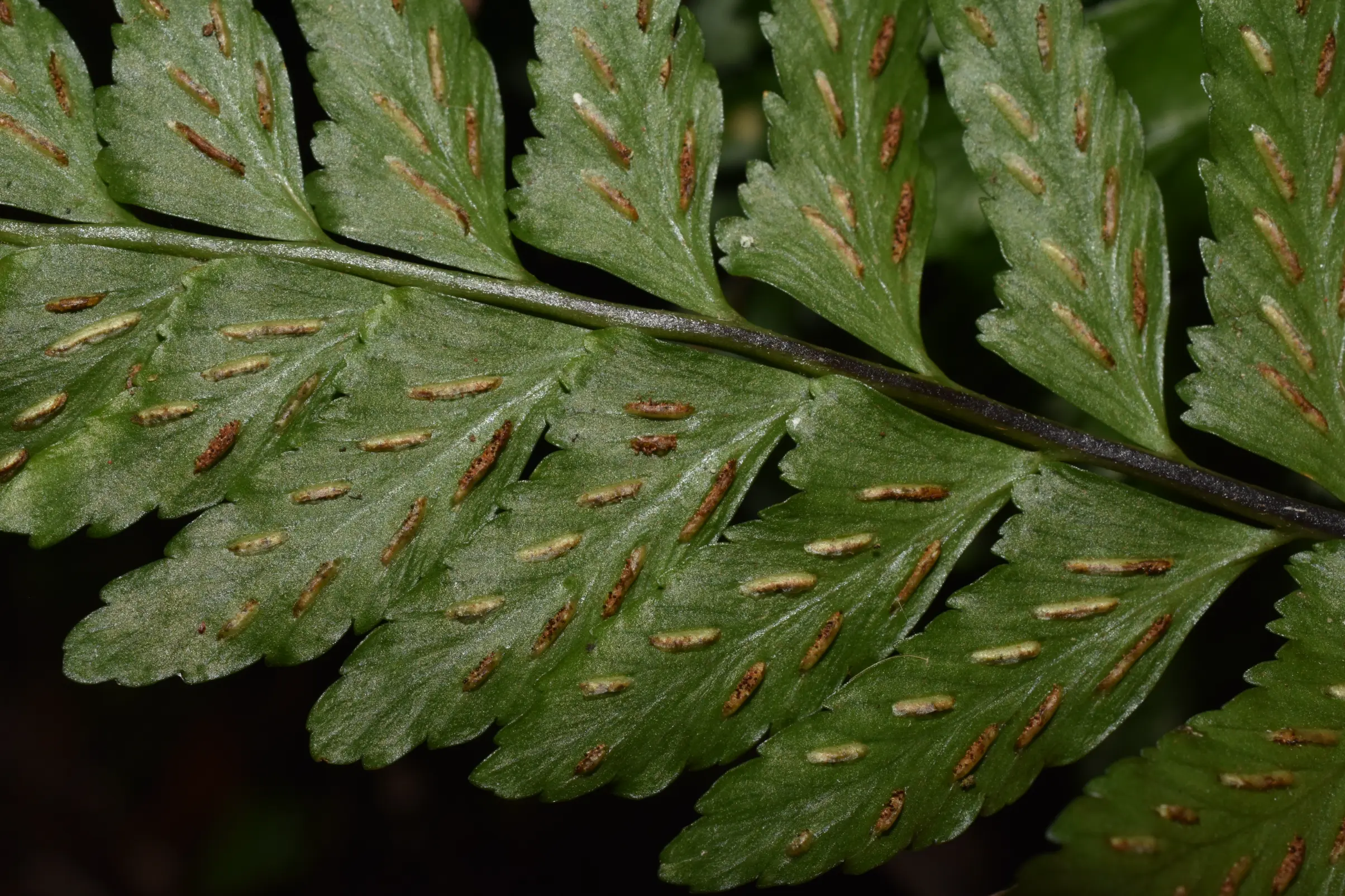 Asplenium inaequilaterale Willd.