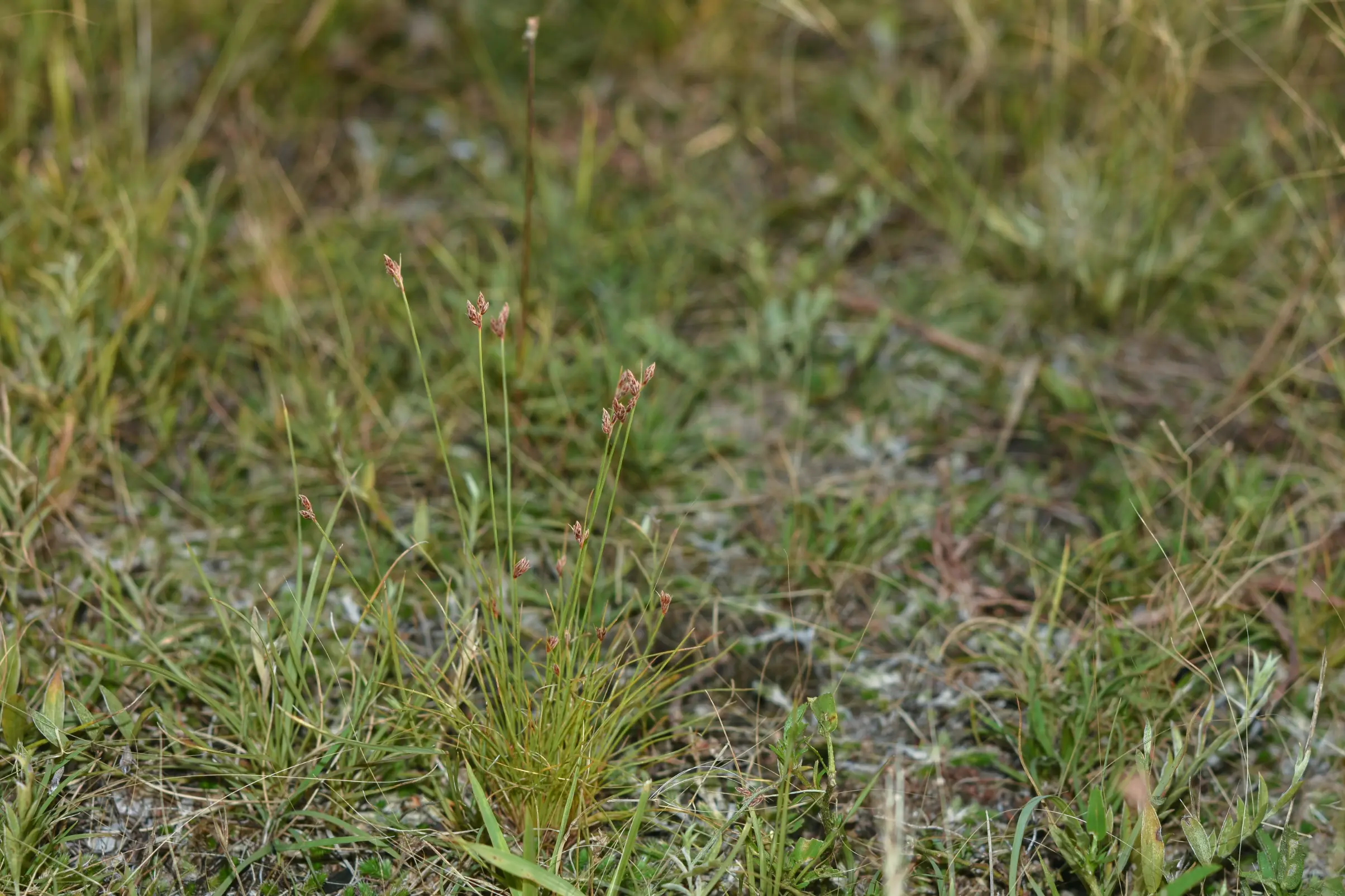 Bulbostylis communis M.G.López & D.A.Simpson