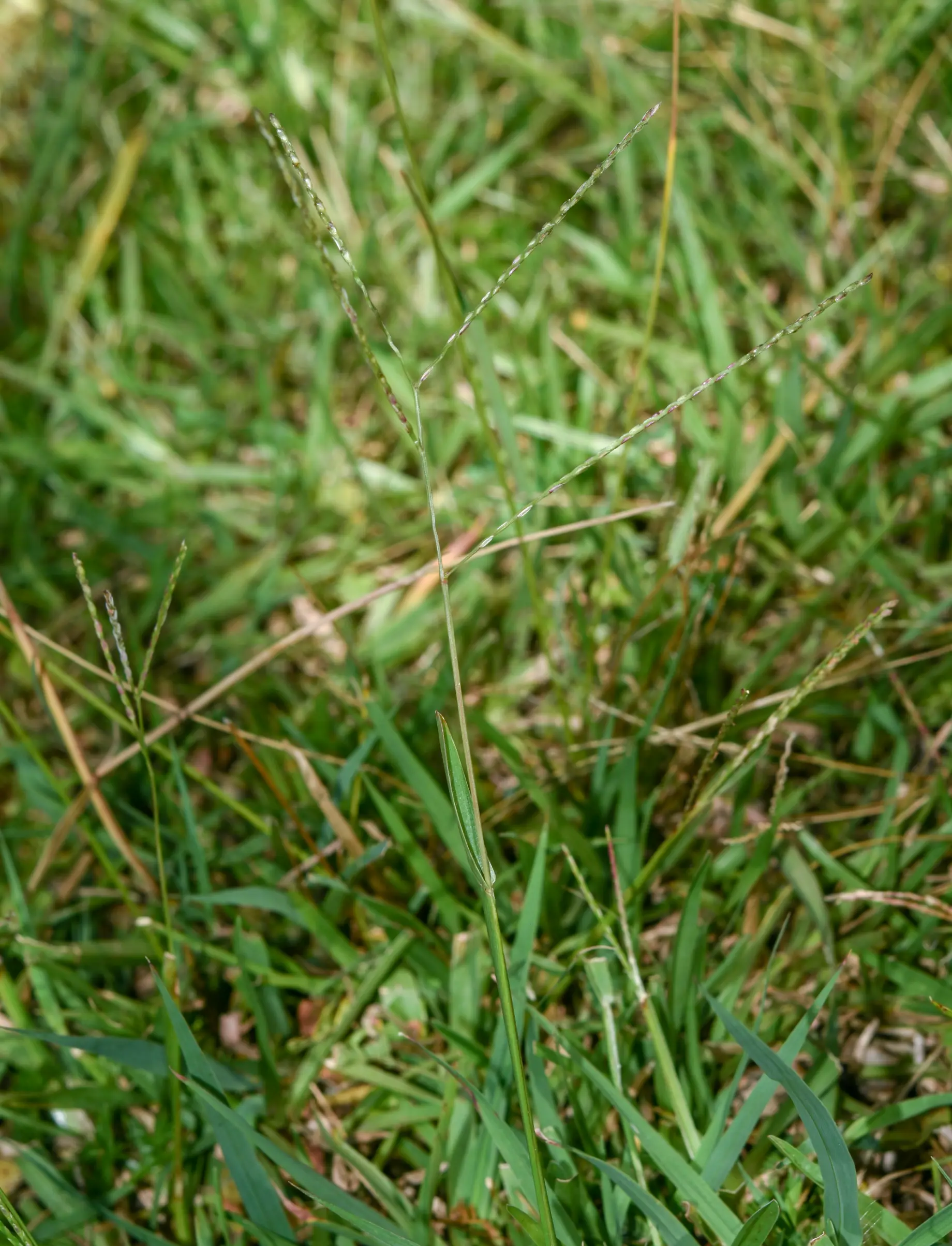 Axonopus fissifolius (Raddi) Kuhlm.