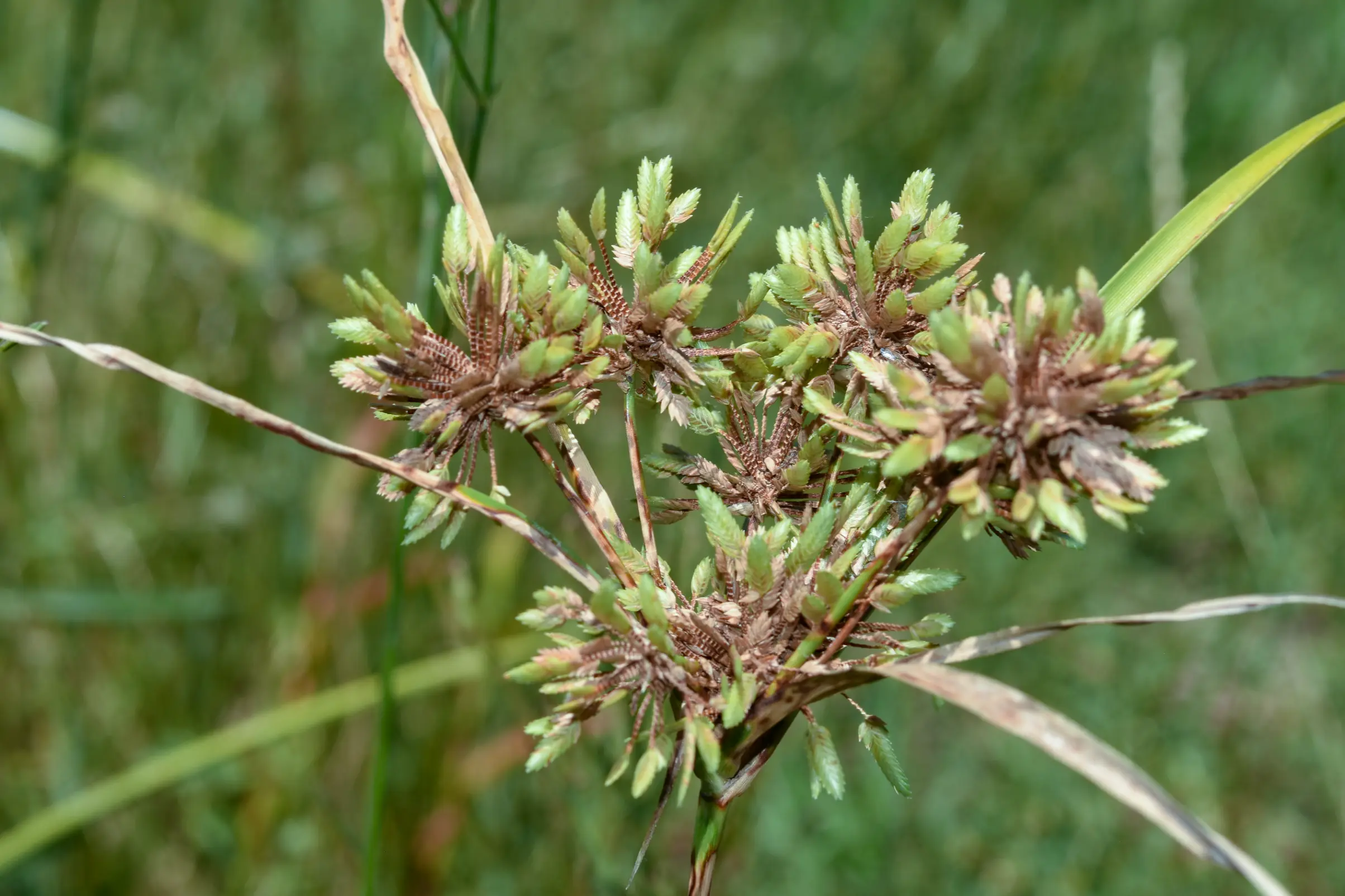 Cyperus eragrostis Lam.
