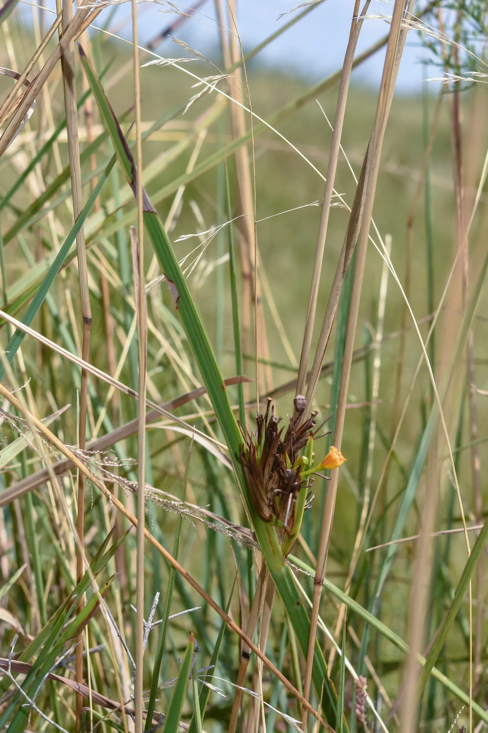 Sisyrinchium marginatum Klatt