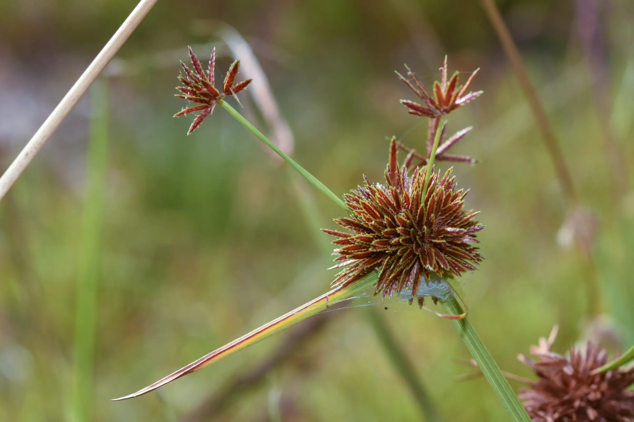 Cyperus haspan L.