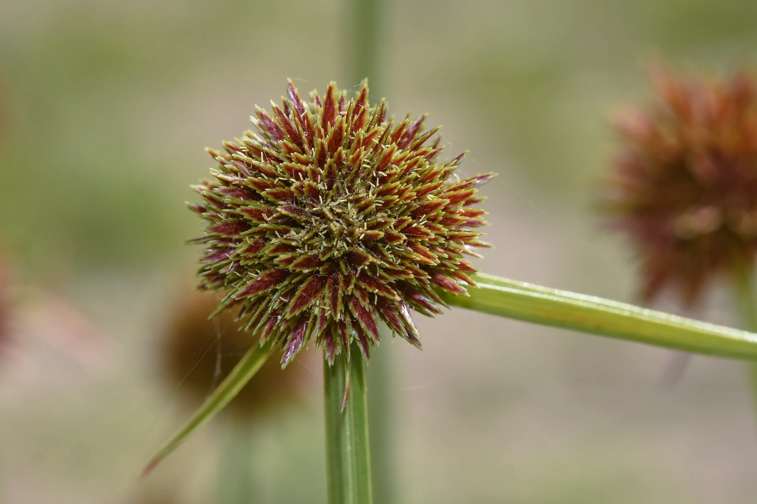 Cyperus haspan L.