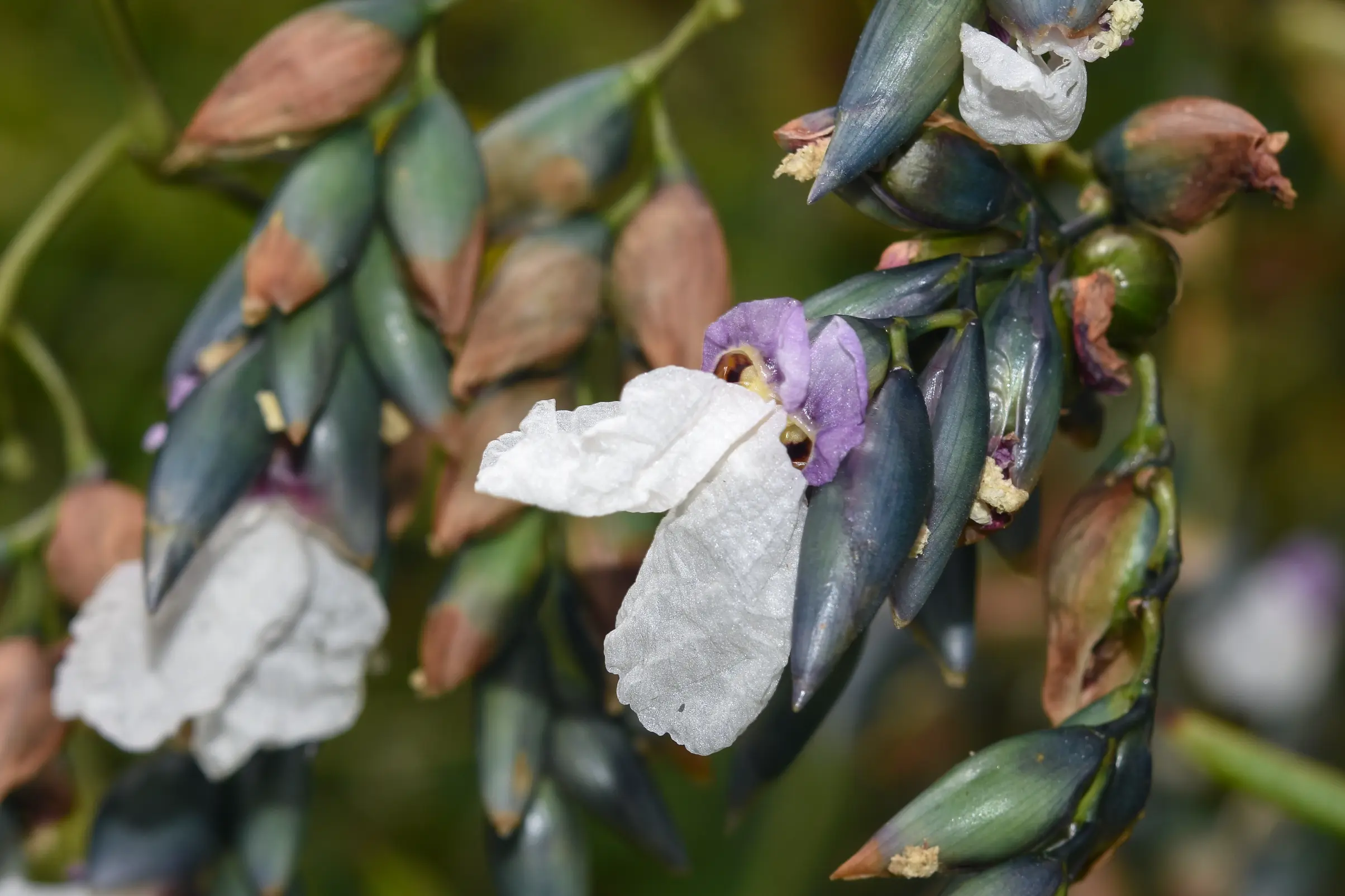 Thalia geniculata L.