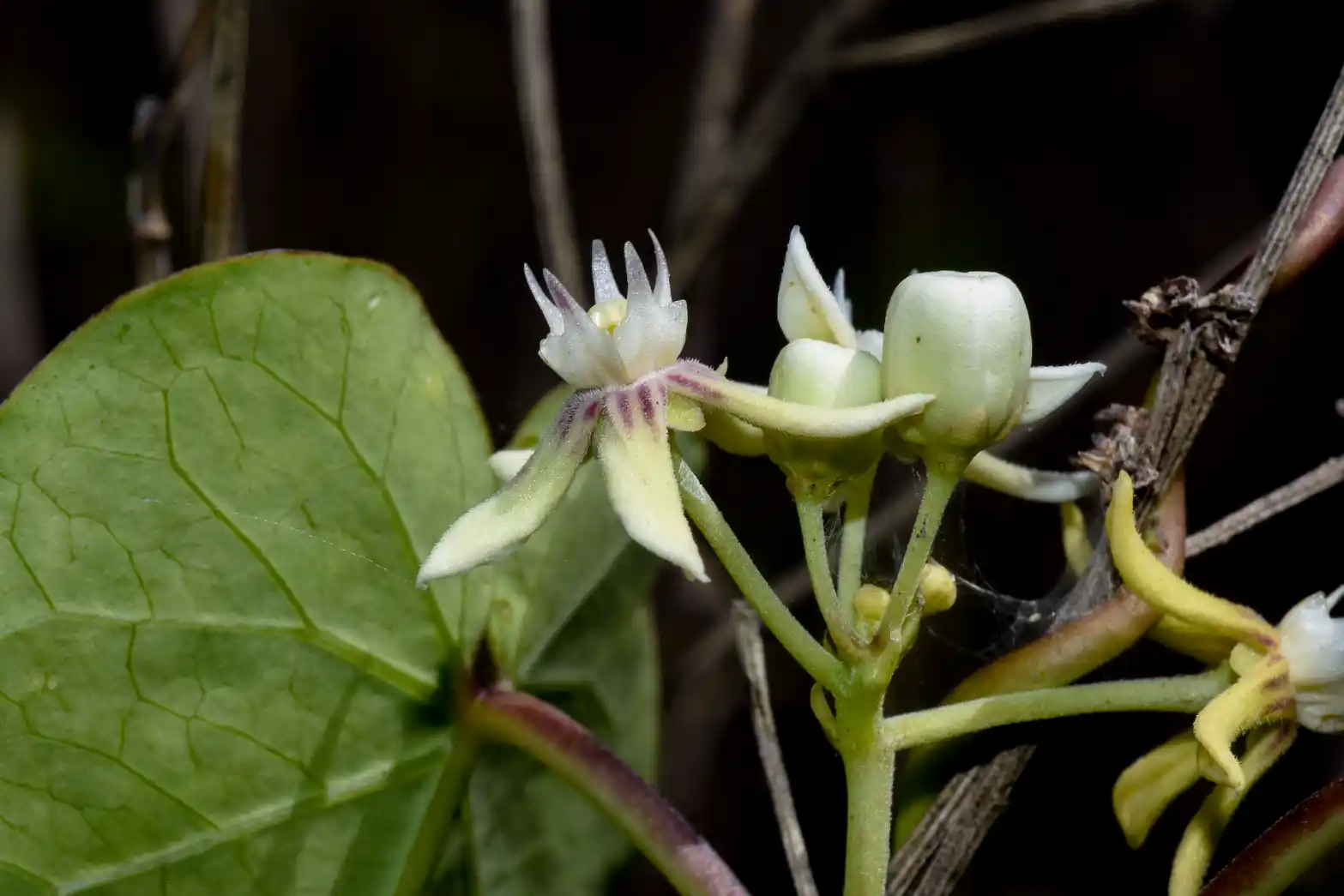 Cynanchum montevidense Spreng.