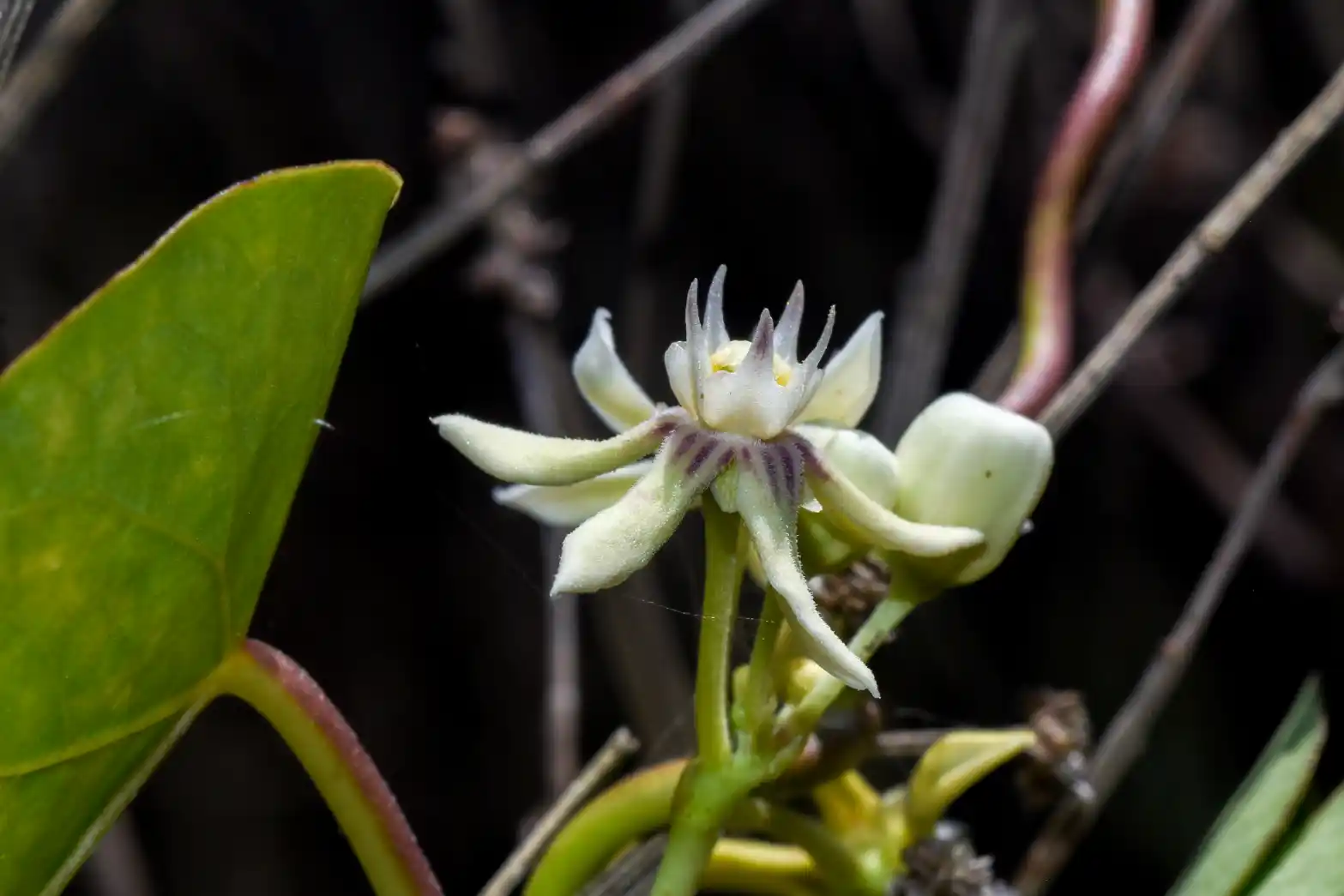 Cynanchum montevidense Spreng.