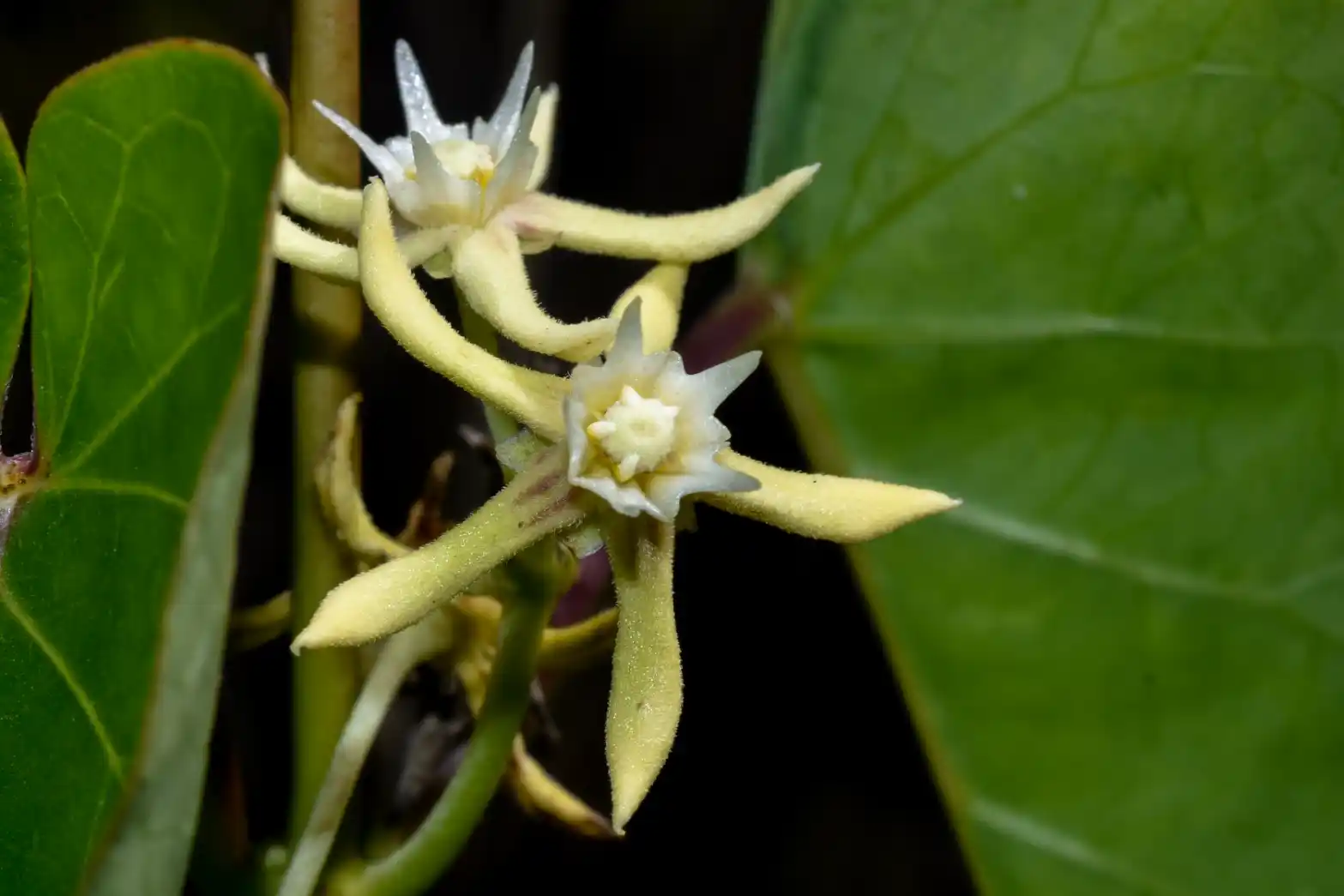 Cynanchum montevidense Spreng.