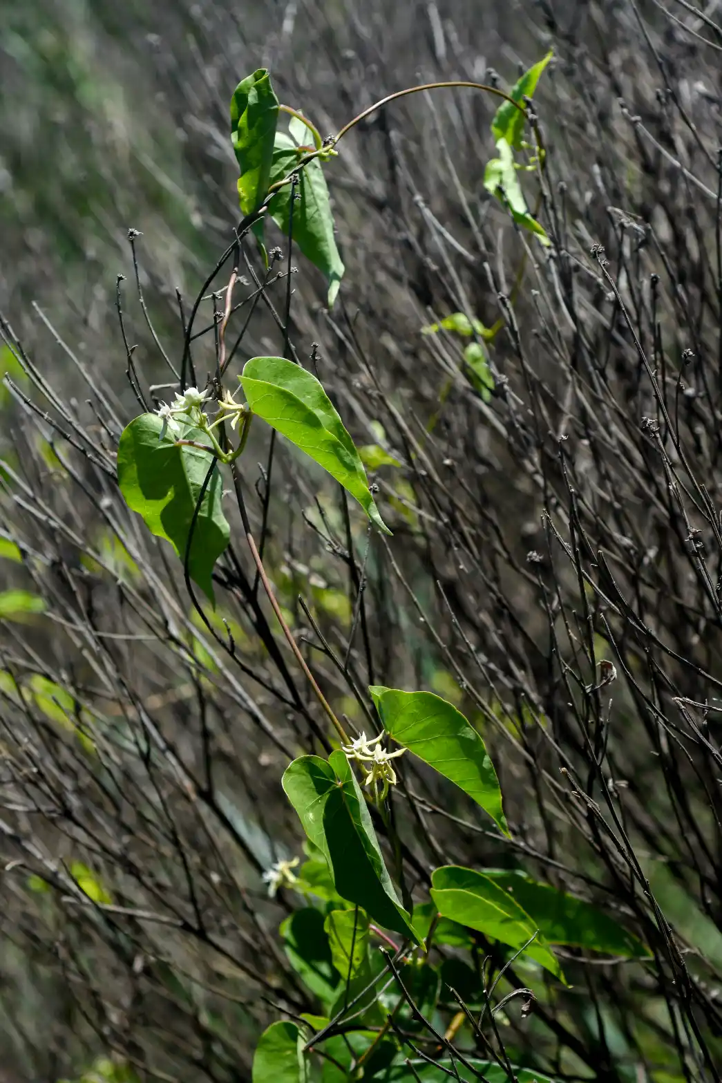 Cynanchum montevidense Spreng.