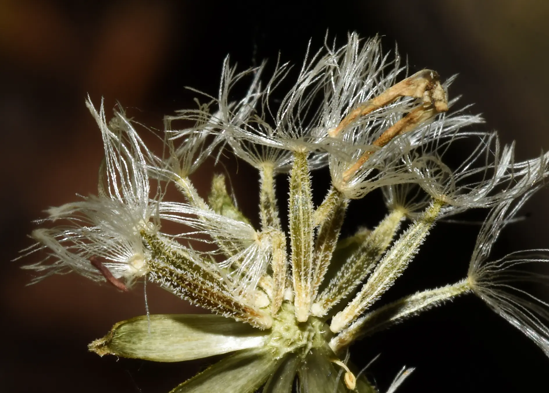 Holocheilus hieracioides (D.Don) Cabrera