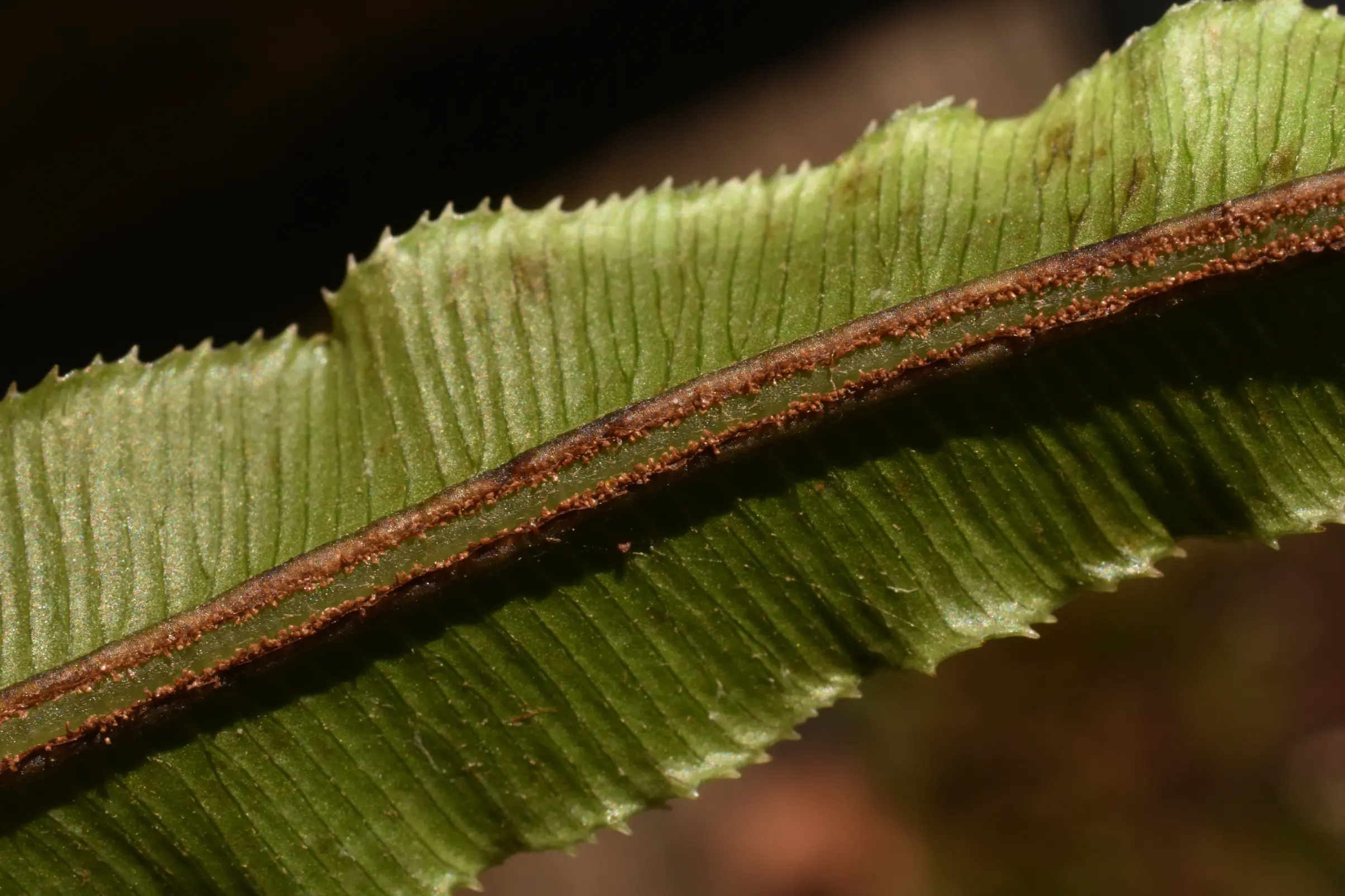 Neoblechnum brasiliense (Desv.) Gasper & V.A.O.Dittrich