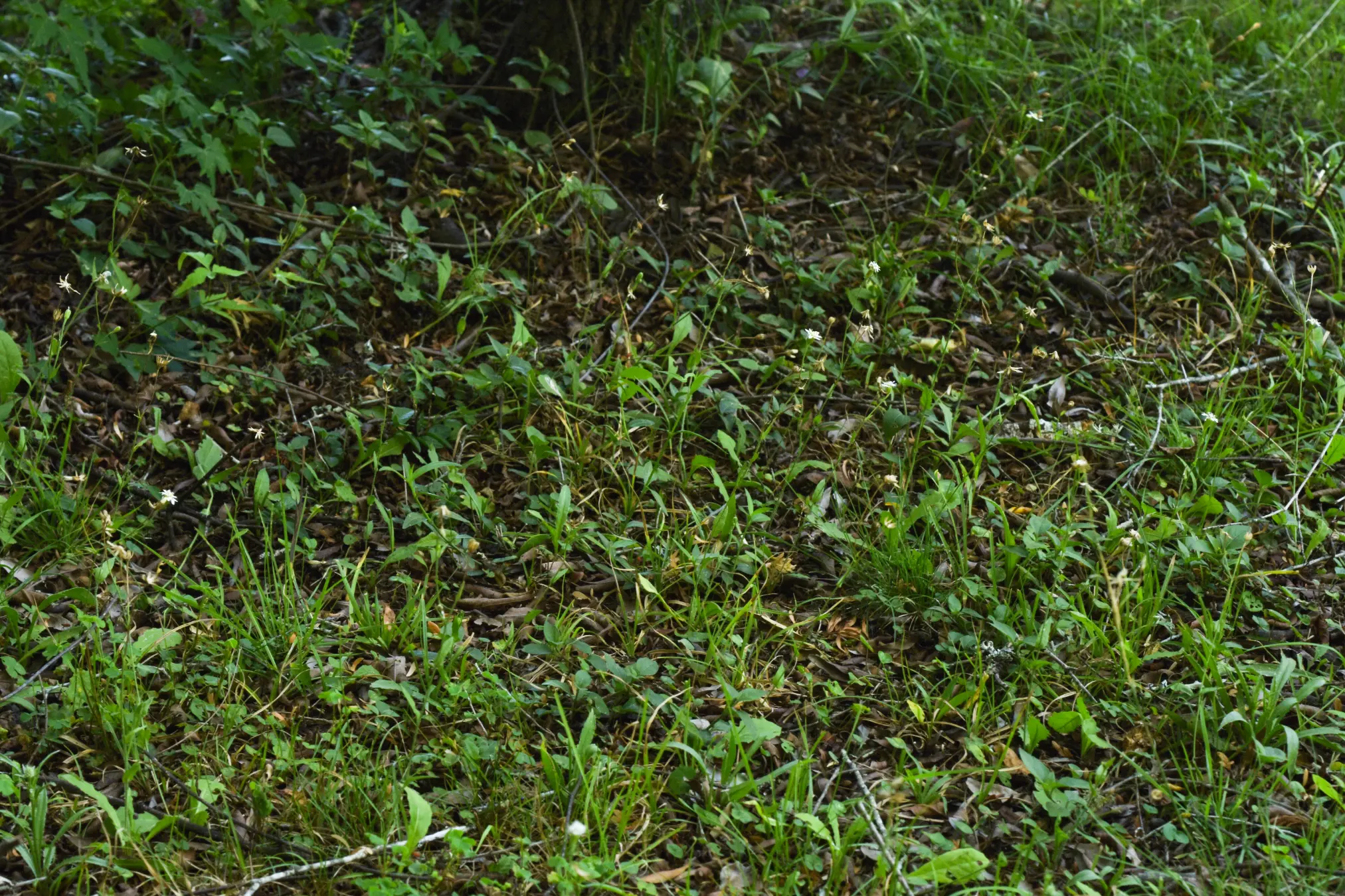 Holocheilus hieracioides (D.Don) Cabrera