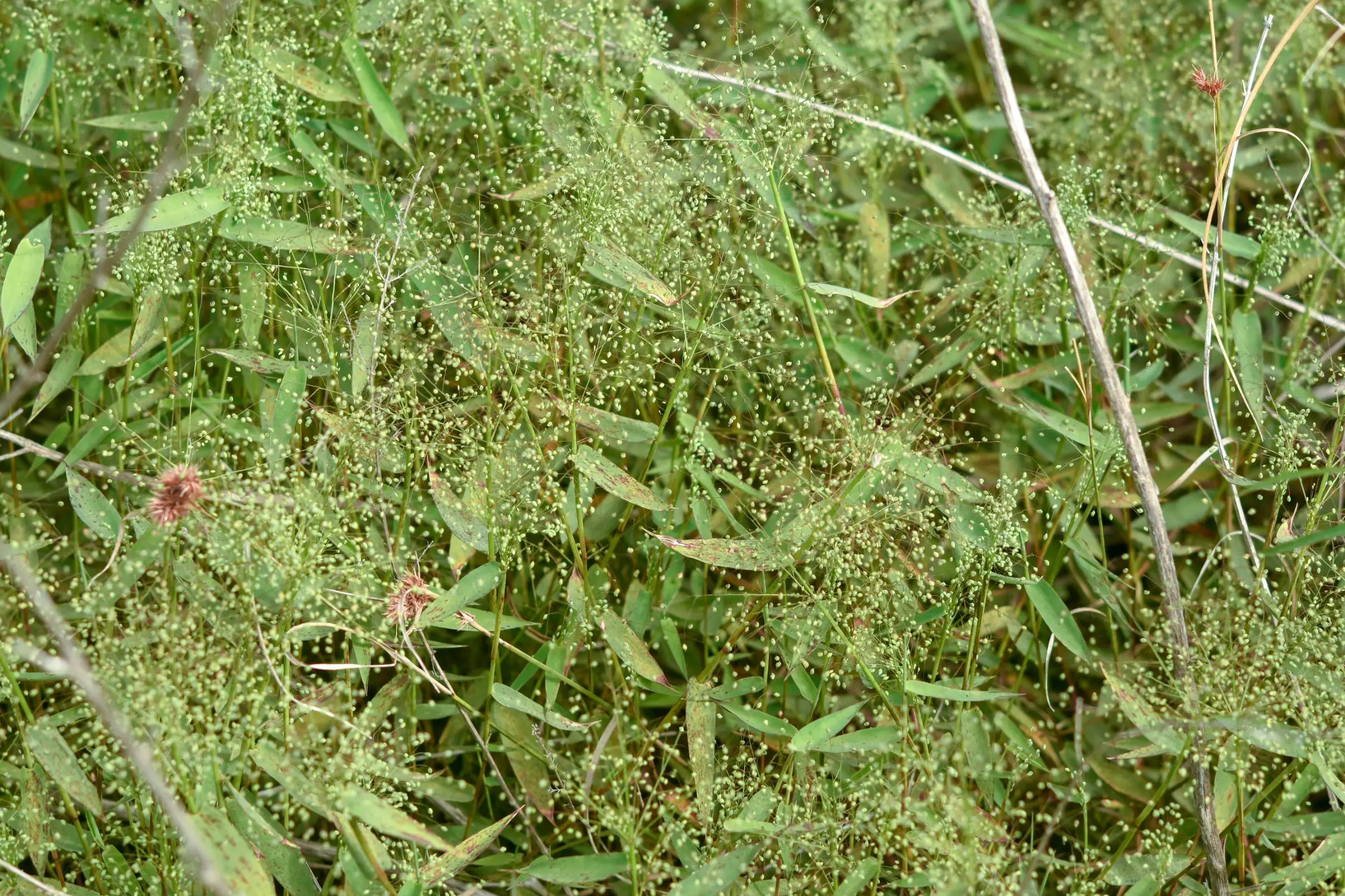 Trichanthecium schwackeanum (Mez) Zuloaga & Morrone