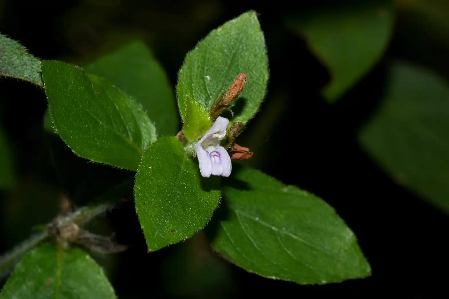 Hygrophila costata Nees & T.Nees