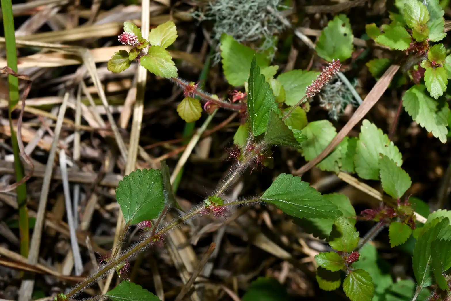 Acalypha multicaulis Müll.Arg.