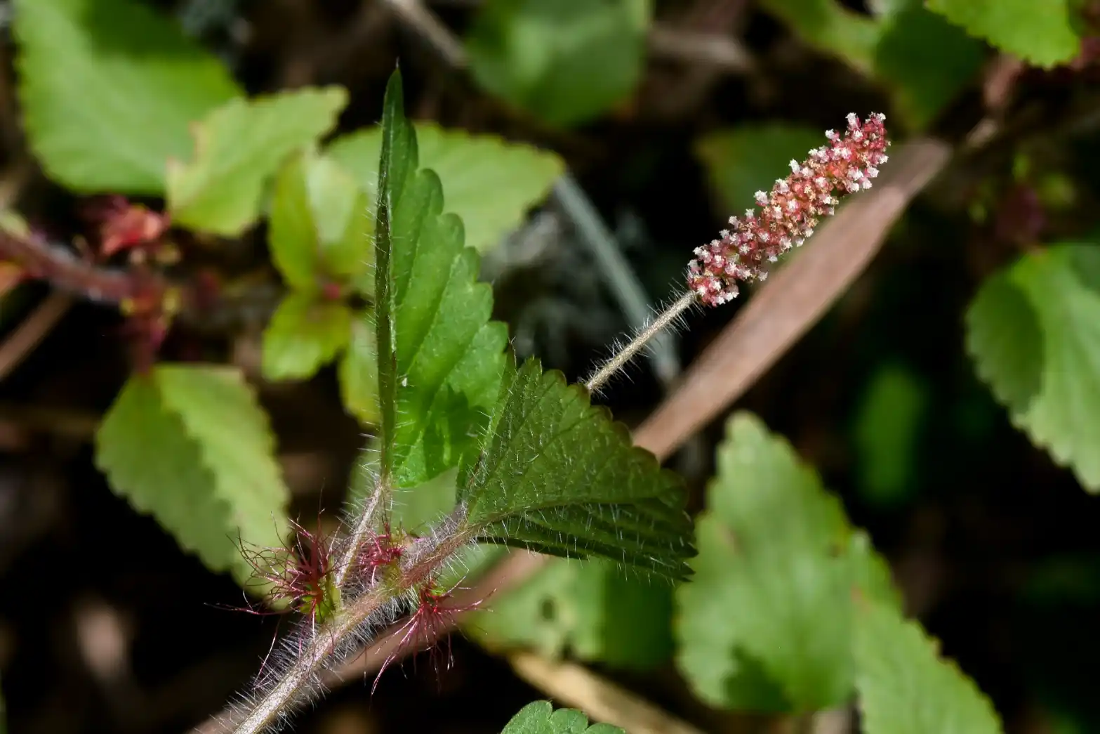 Acalypha multicaulis Müll.Arg.