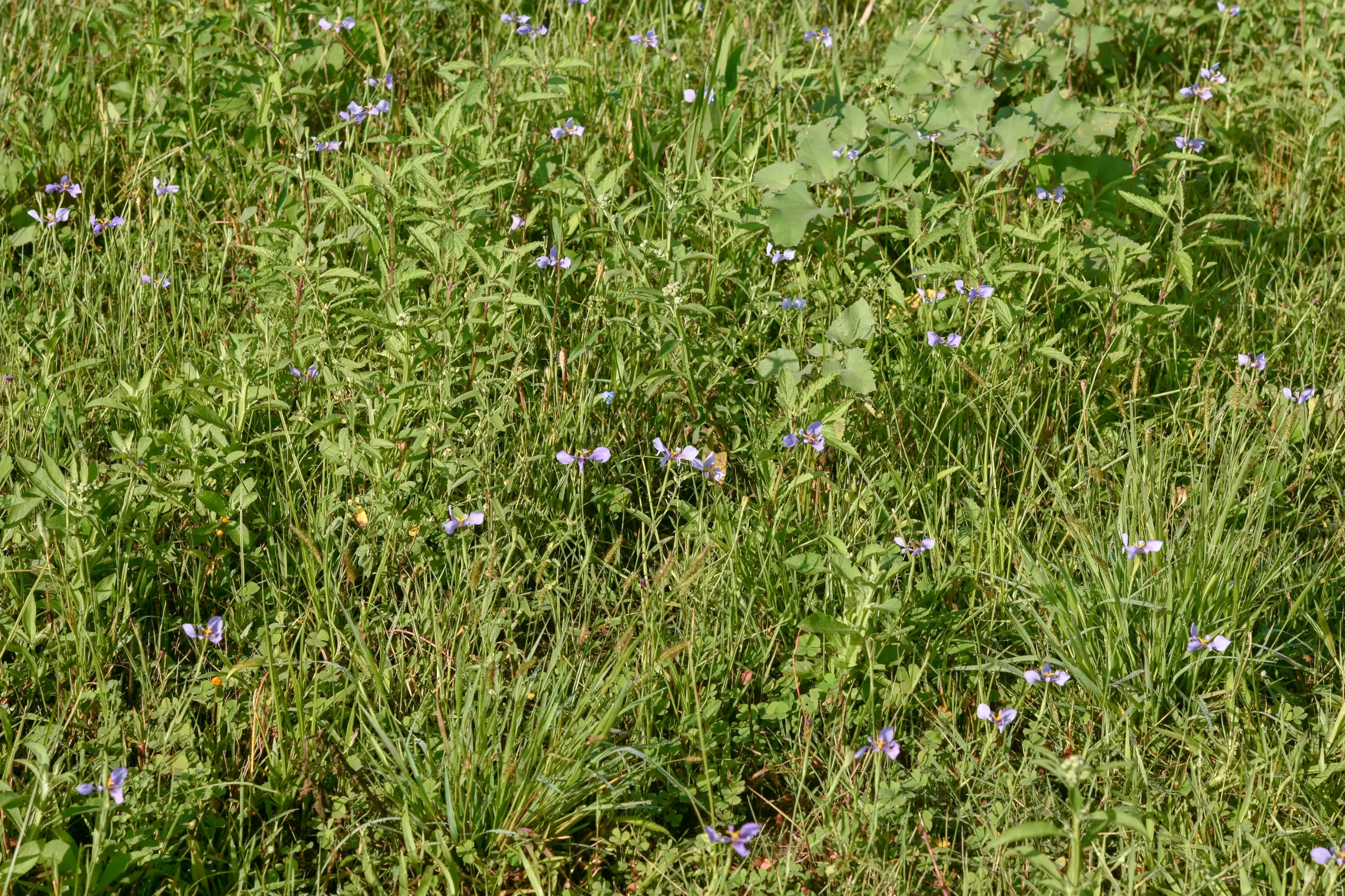 Catila amabilis Ravenna