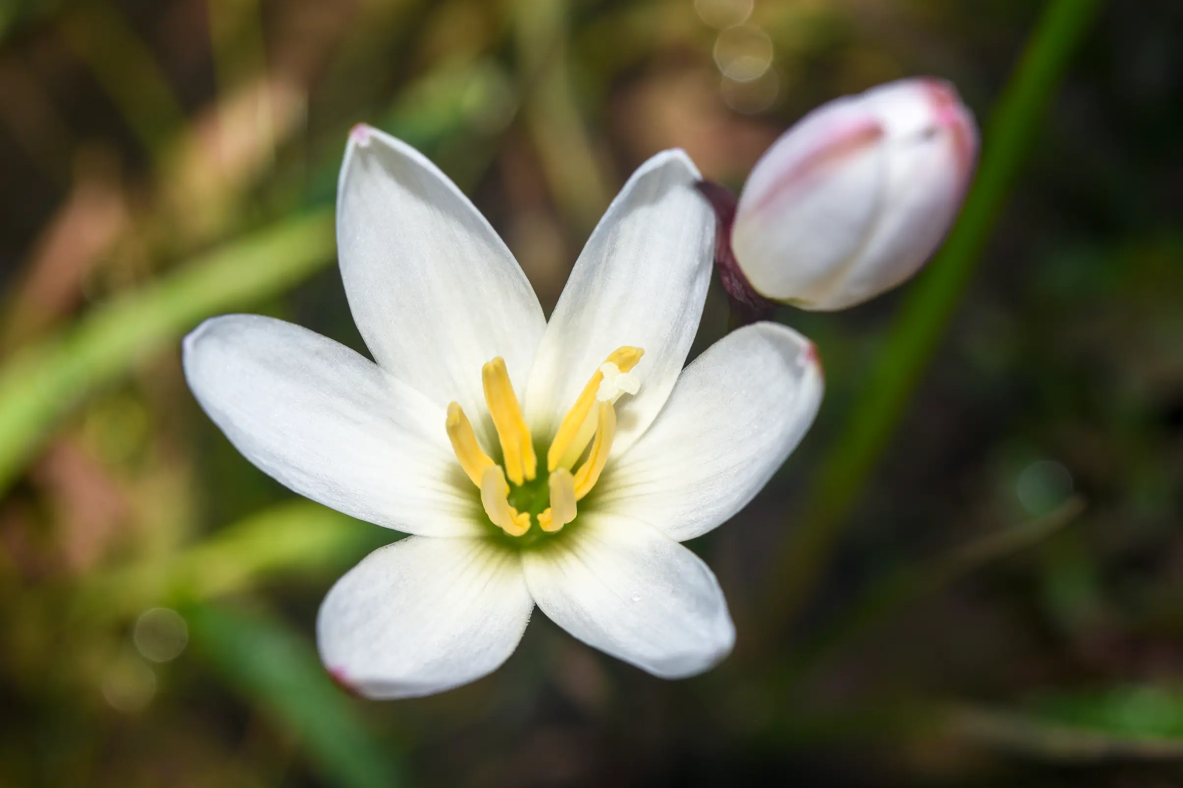 Zephyranthes candida (Lindl.) Herb.