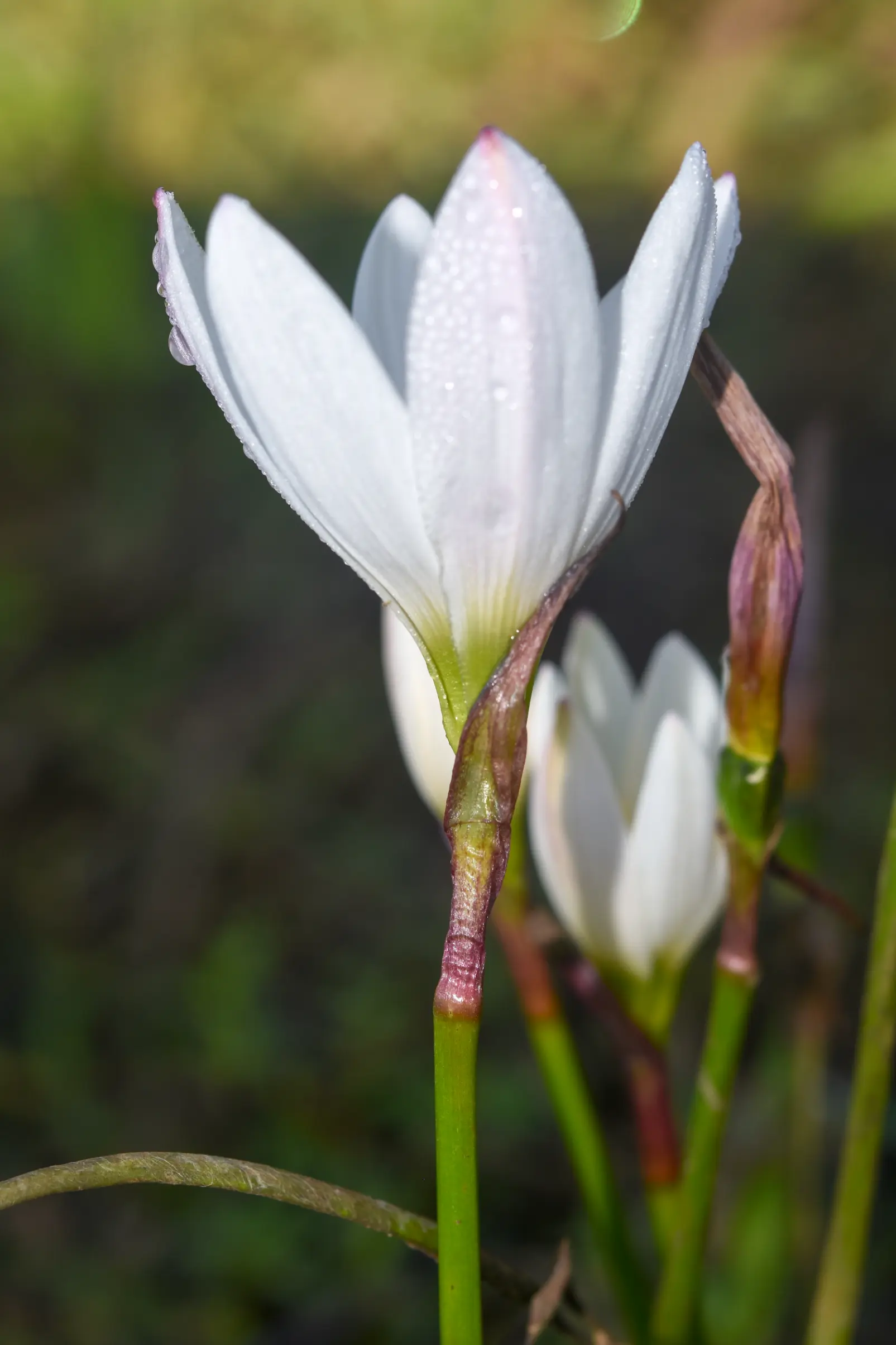 Zephyranthes candida (Lindl.) Herb.