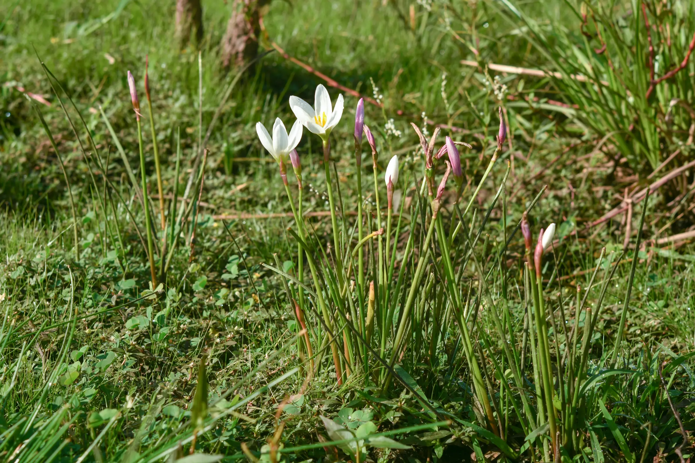 Zephyranthes candida (Lindl.) Herb.