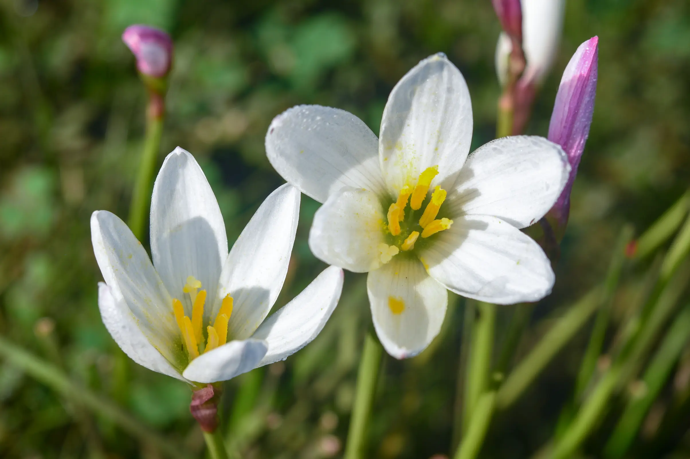 Zephyranthes candida (Lindl.) Herb.