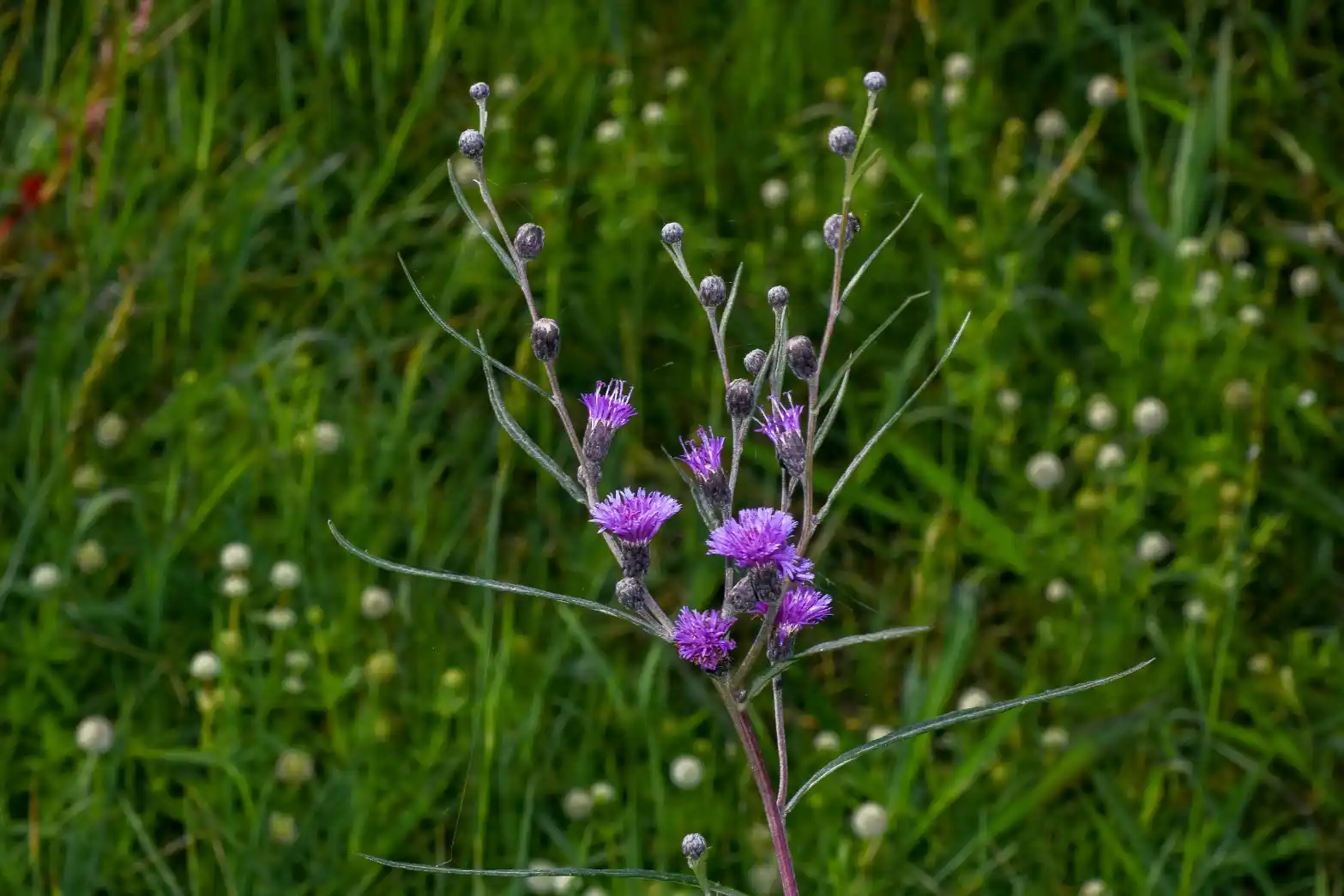 Lessingianthus rubricaulis (Bonpl.) H.Rob.