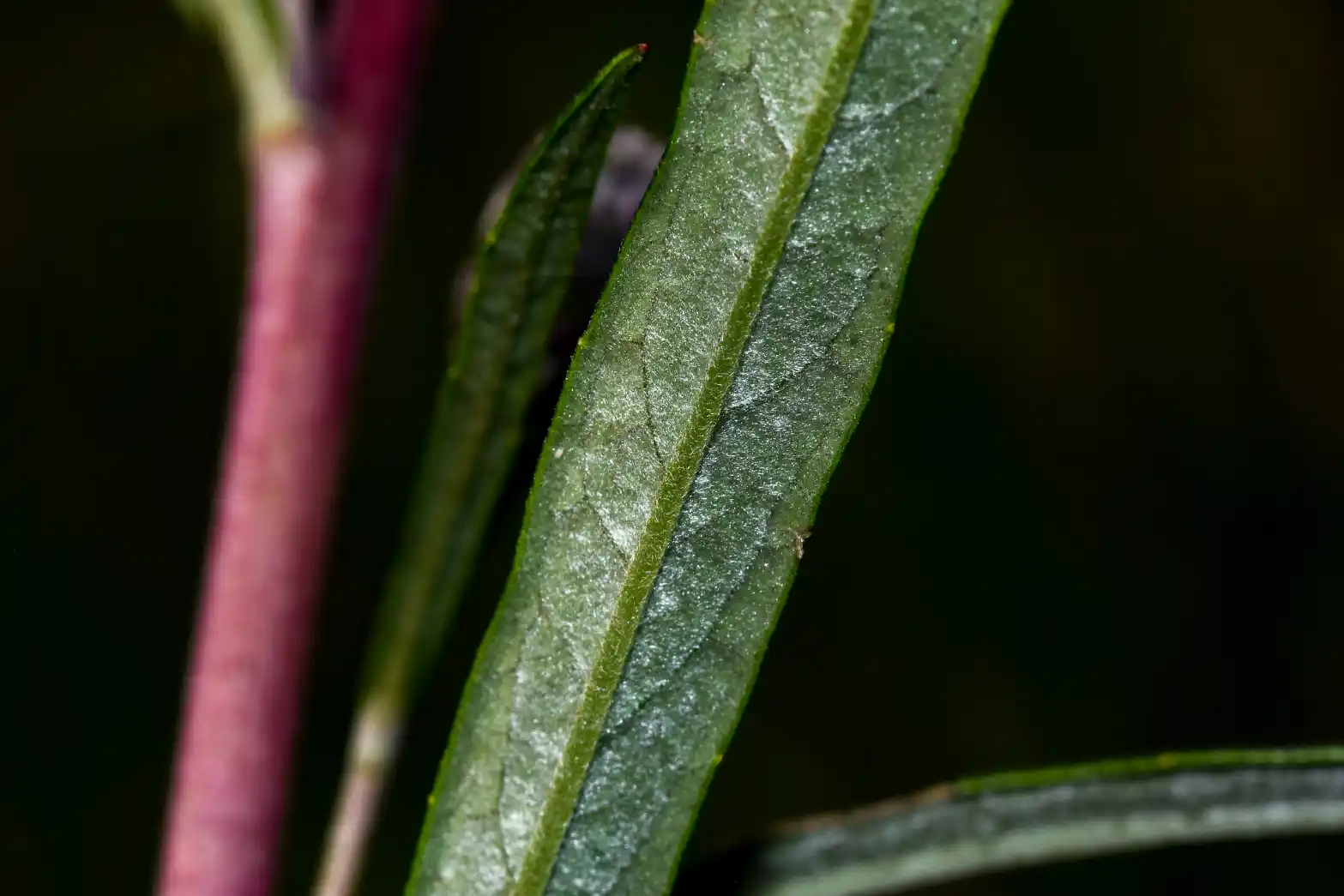 Lessingianthus rubricaulis (Bonpl.) H.Rob.