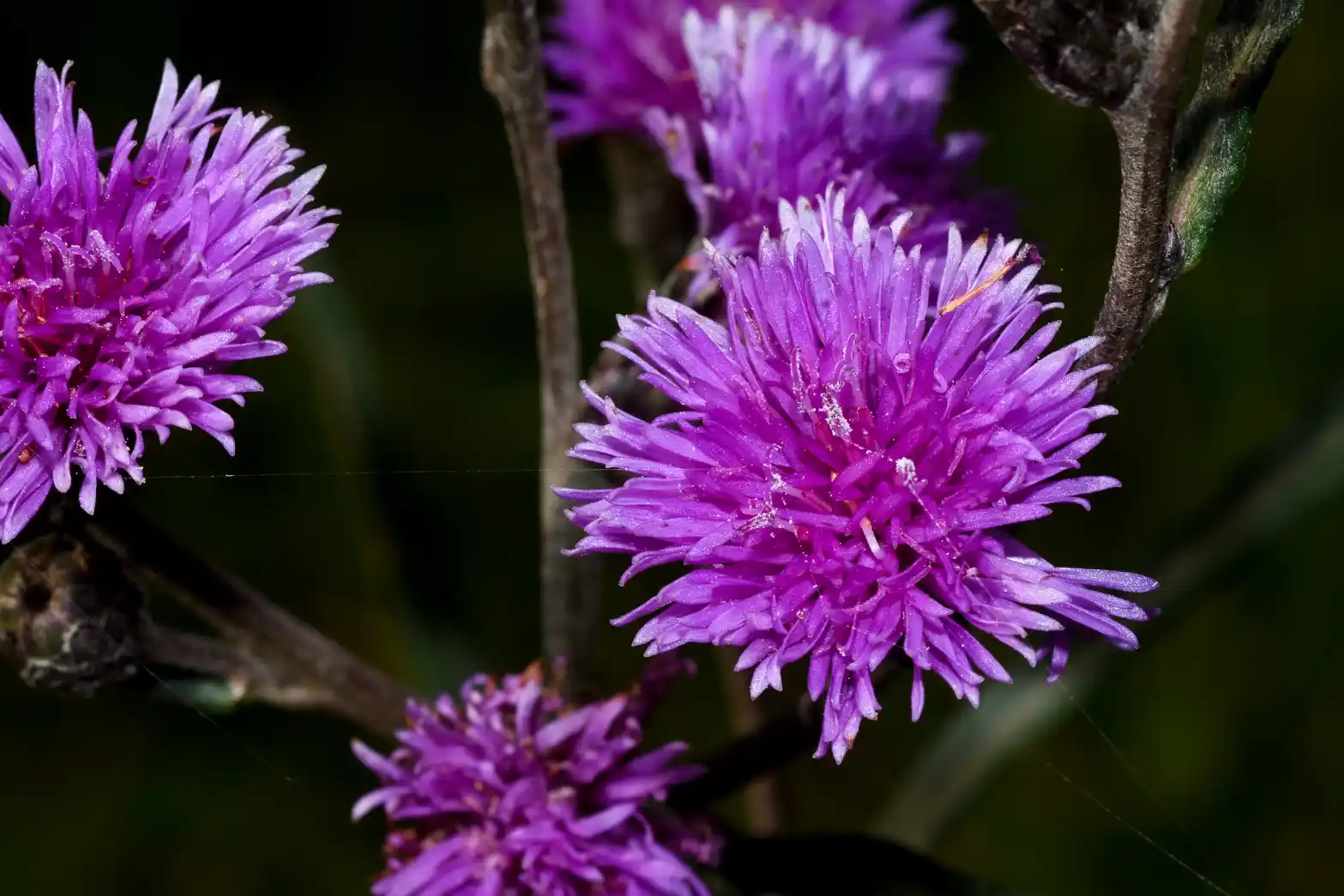 Lessingianthus rubricaulis (Bonpl.) H.Rob.