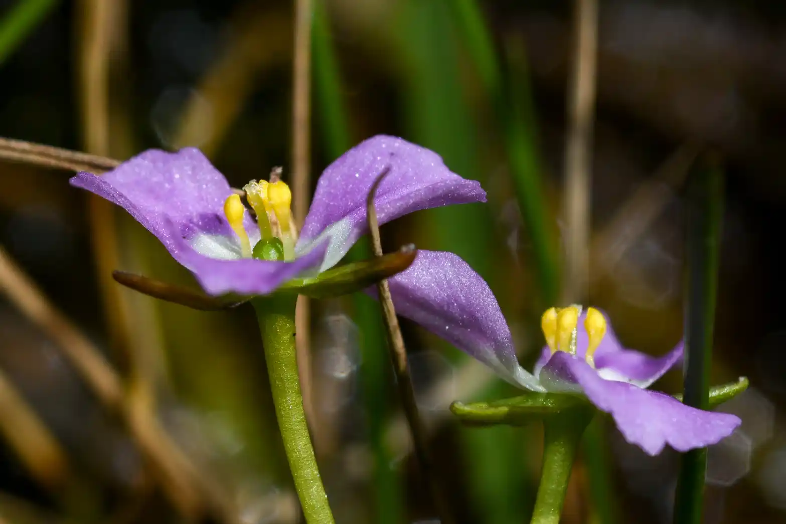 Mayaca fluviatilis Aubl.