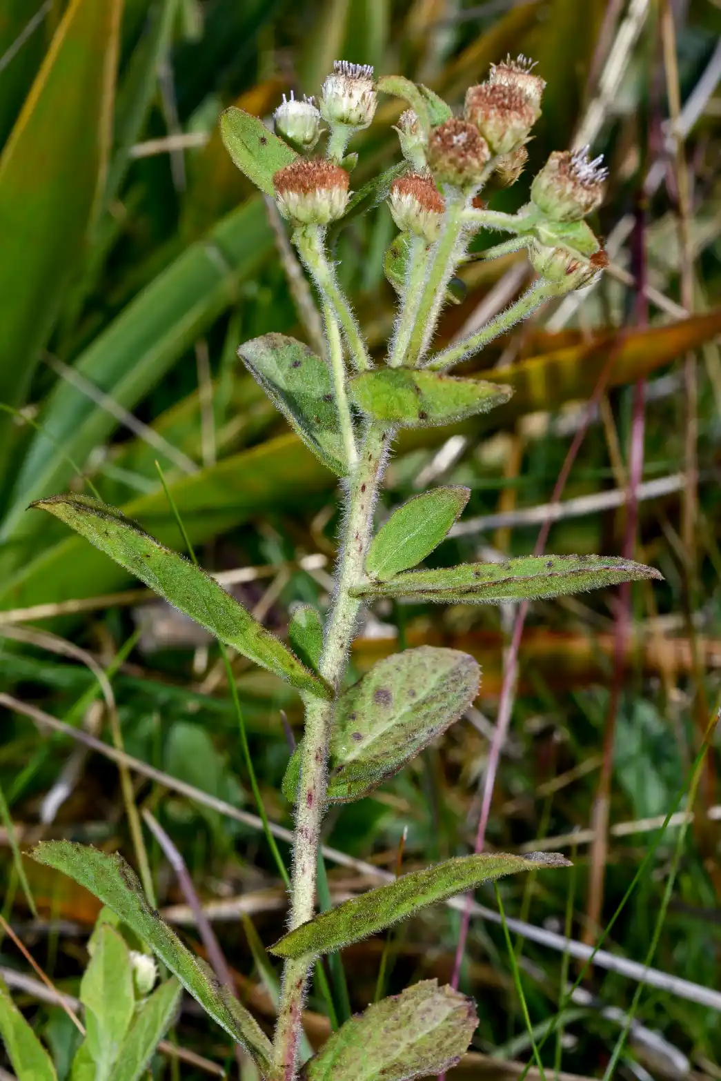 Pluchea oblongifolia DC.